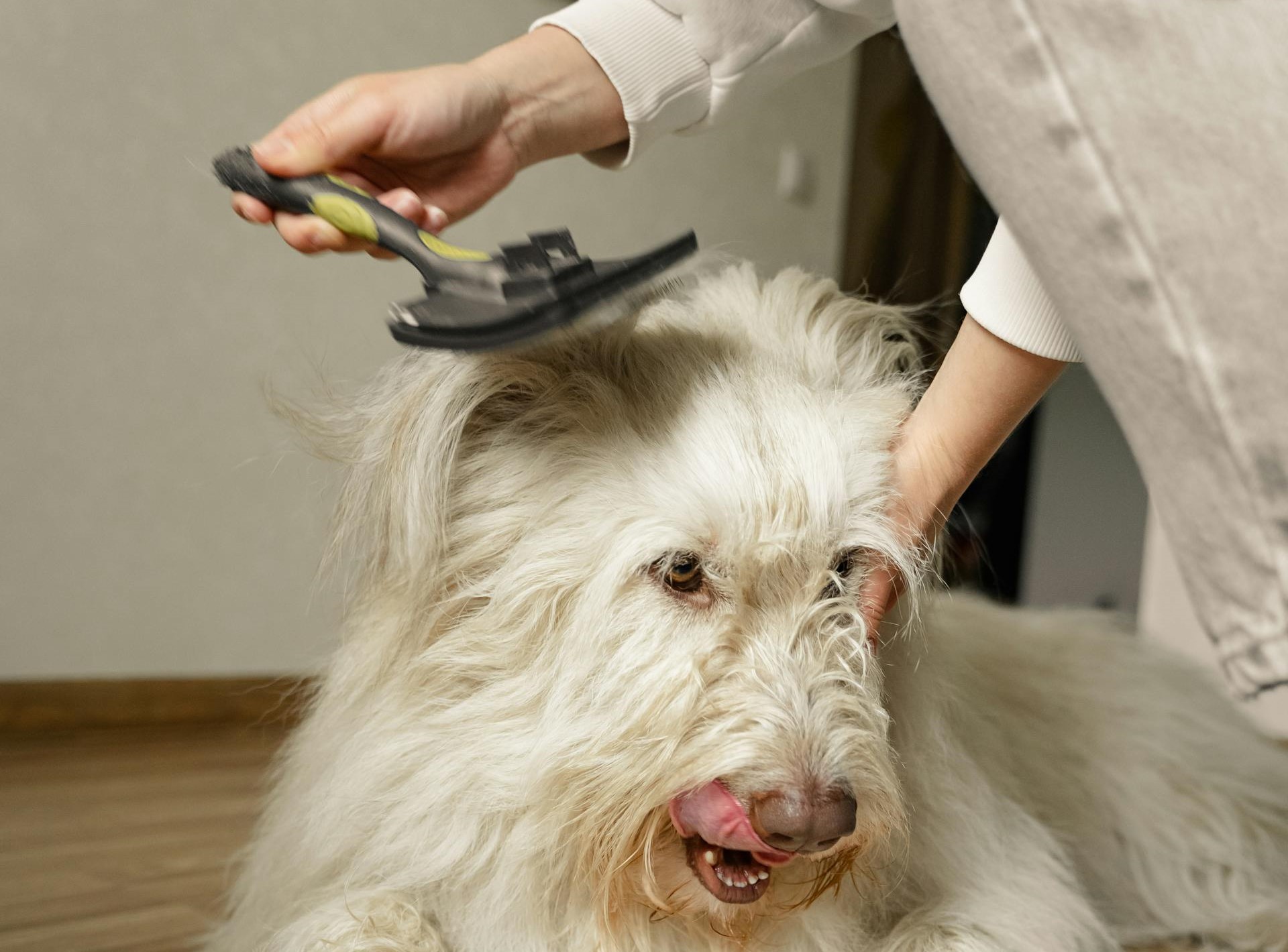 Best deshedding brush 2025 for australian shepherd