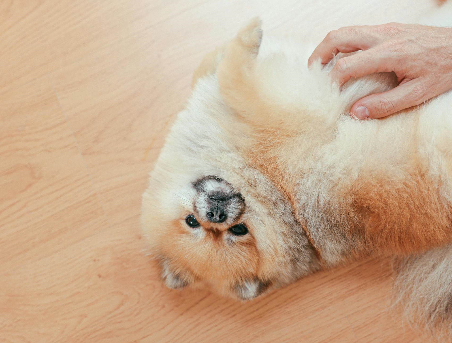 Best hair brush for cheap pomeranian