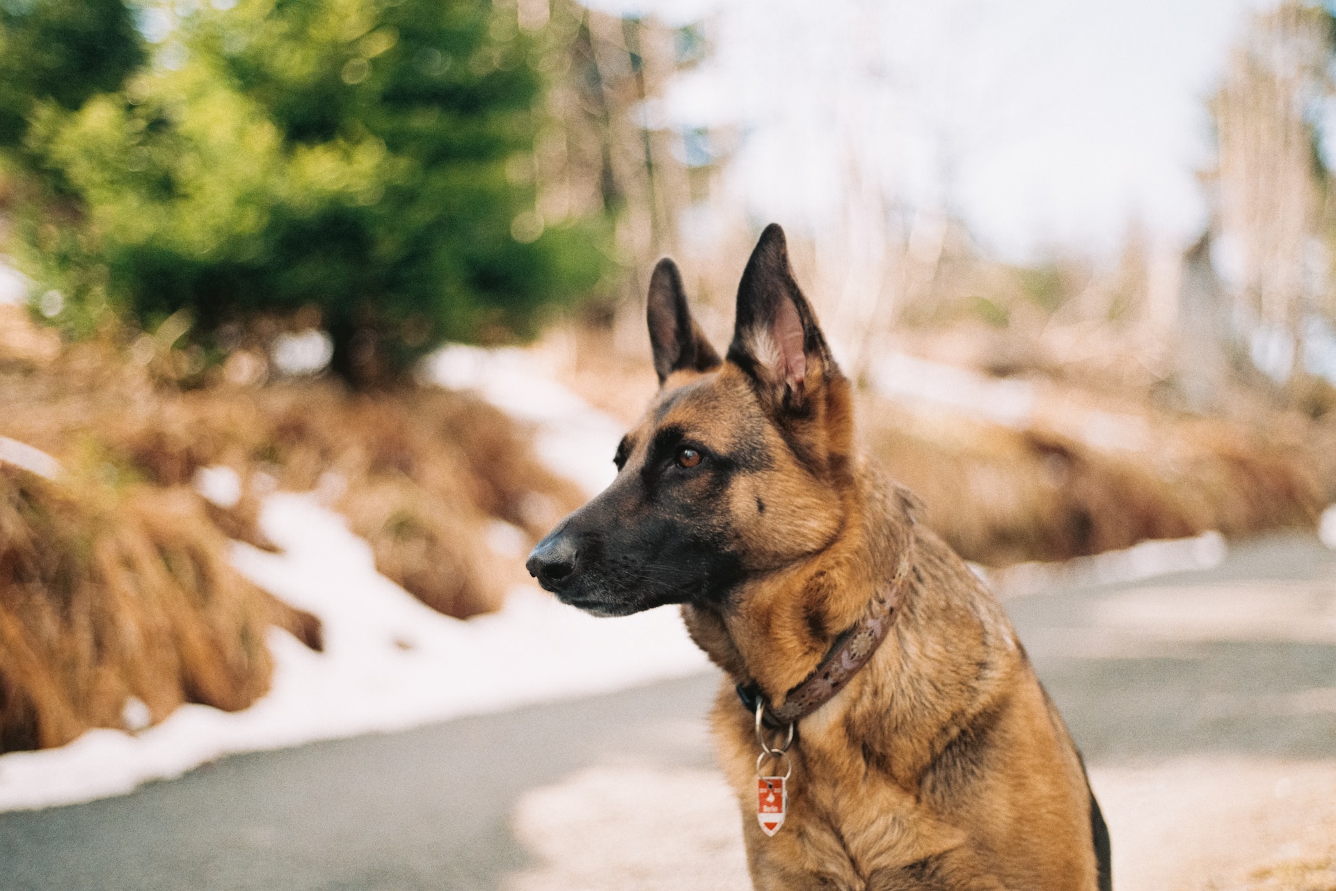 best collar for german shepherd