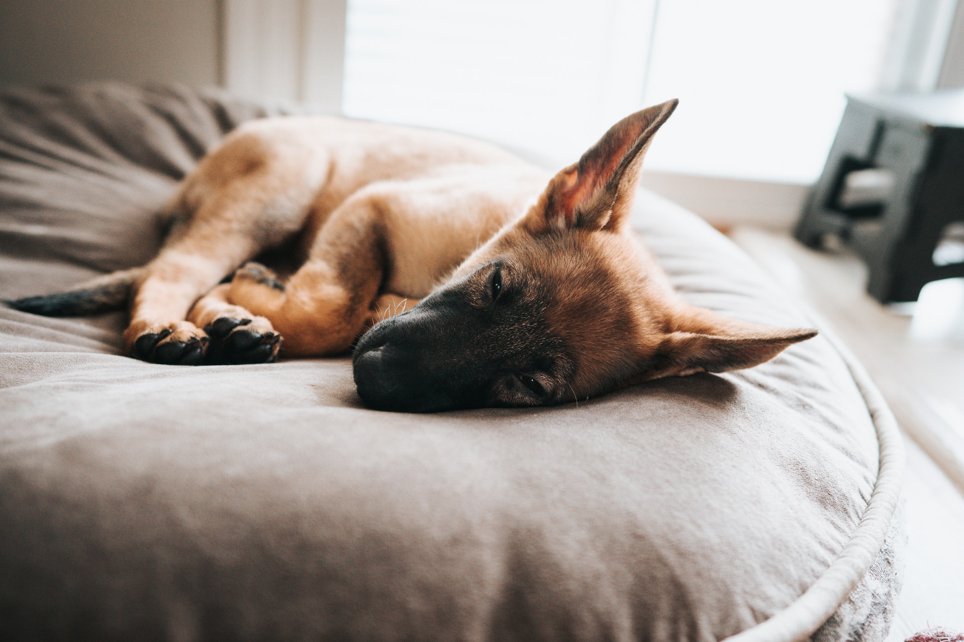 best dog bed for german shepherd