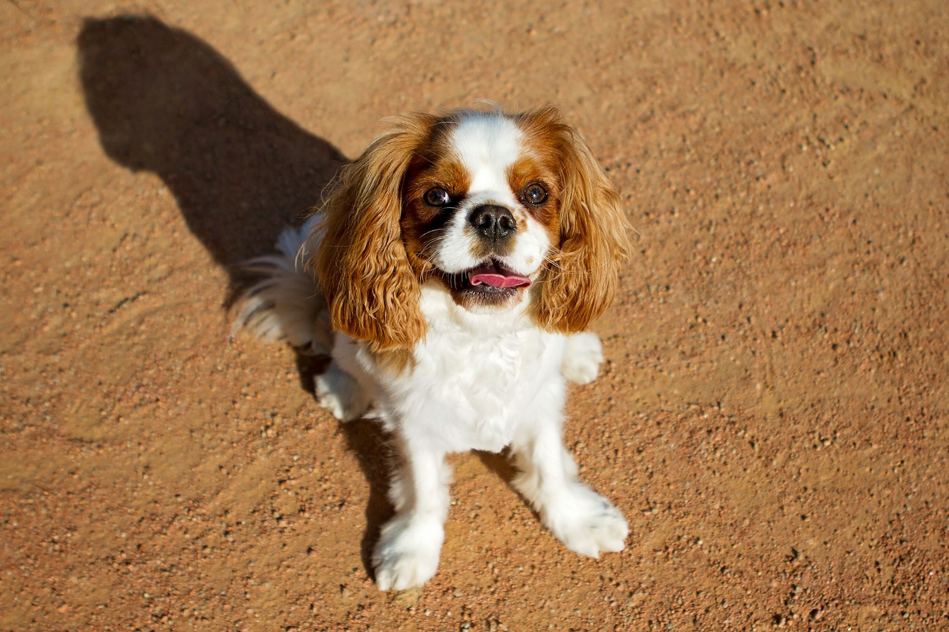 best dog chews for cavalier king charles