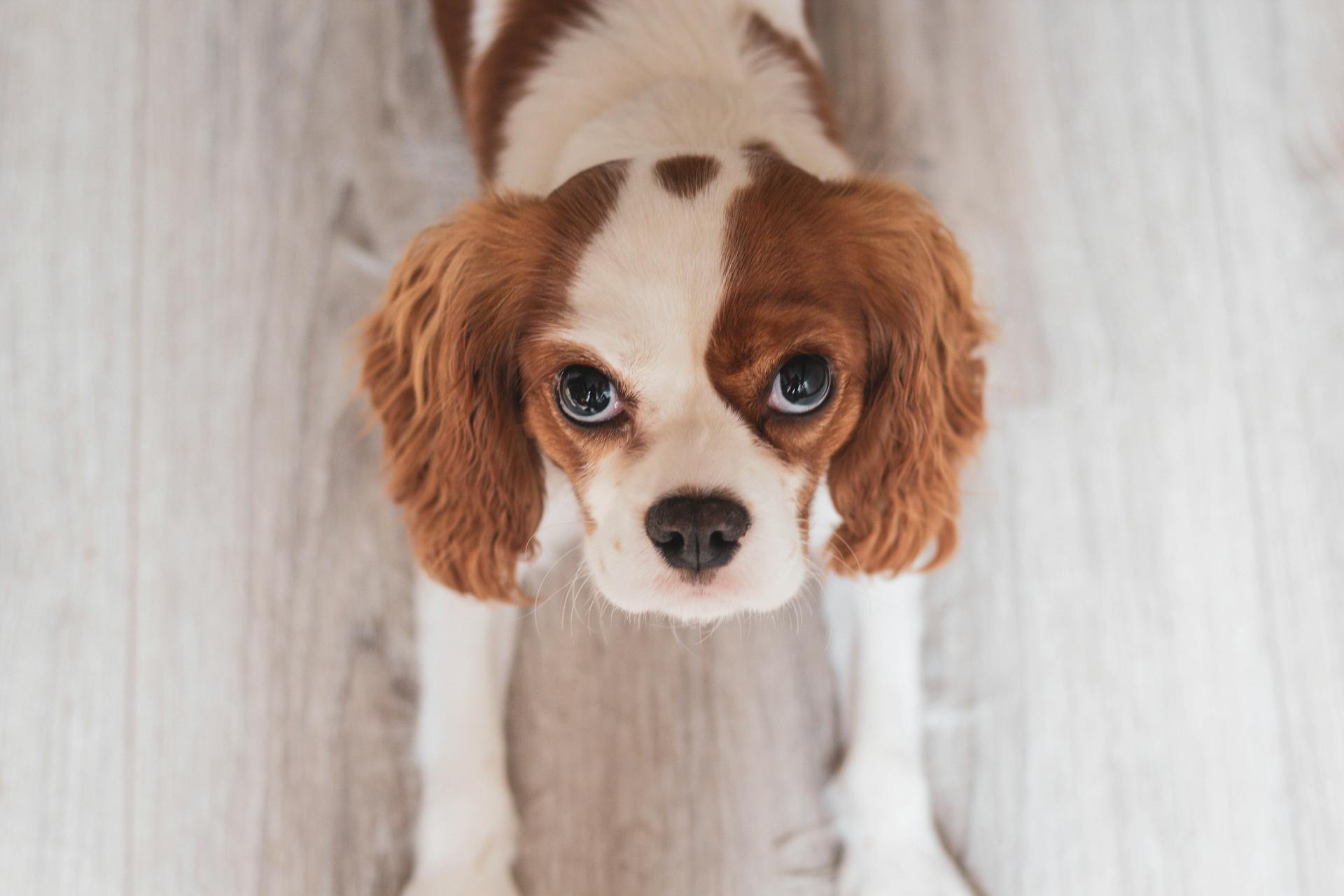 Best puppy food outlet for king charles cavalier