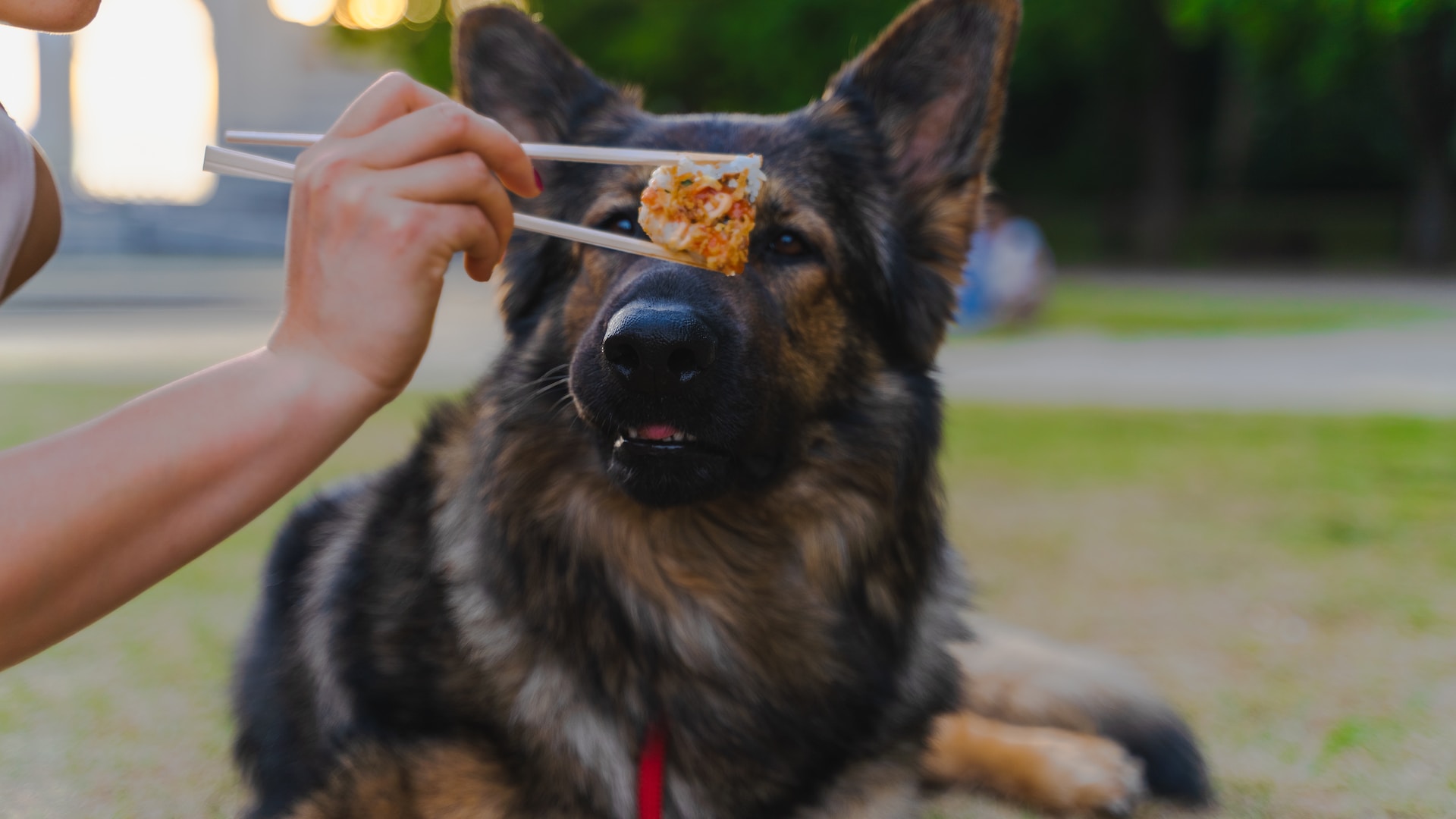 best dog food for german shepherd