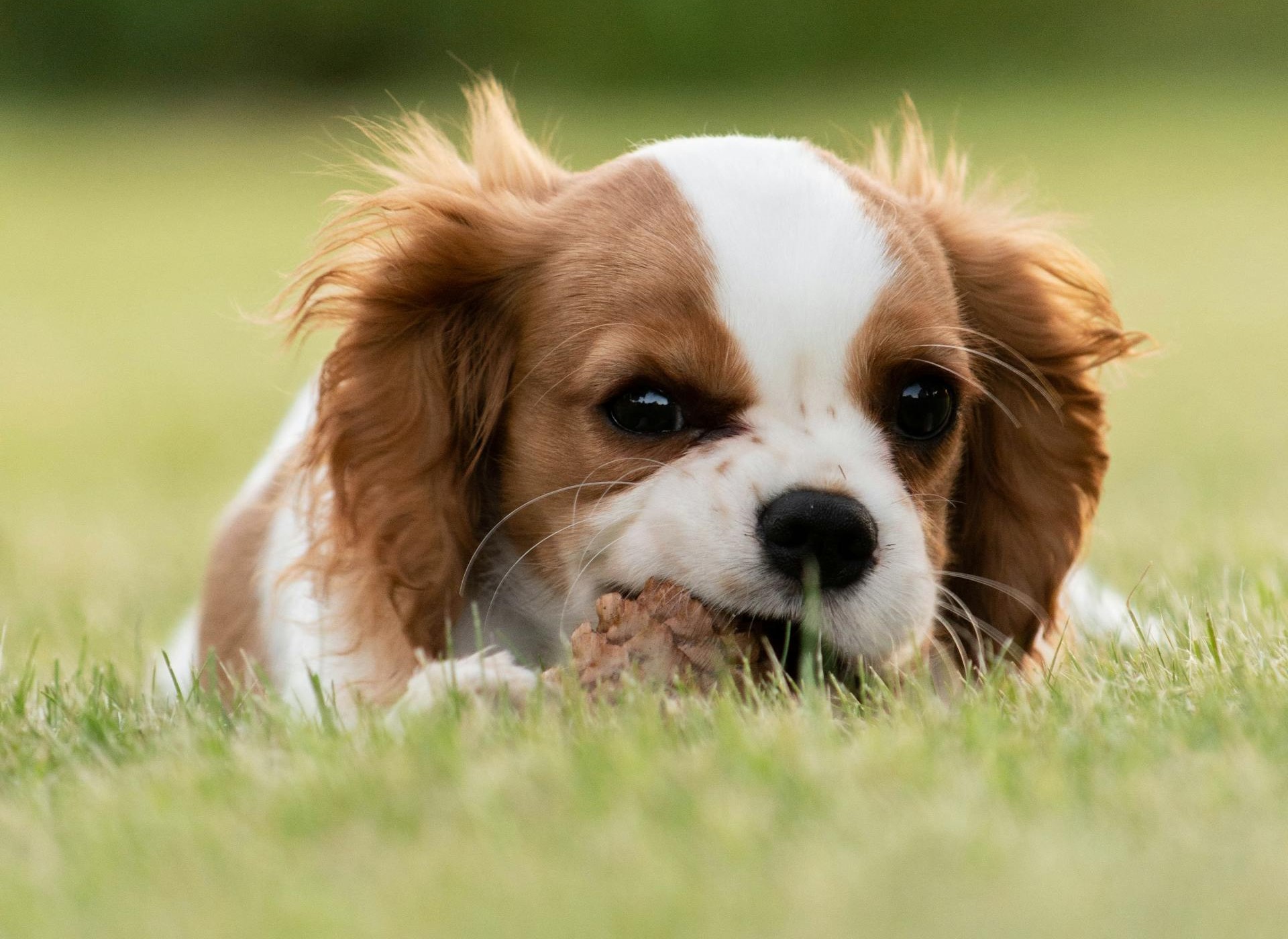 best dog treats for king cavalier puppy