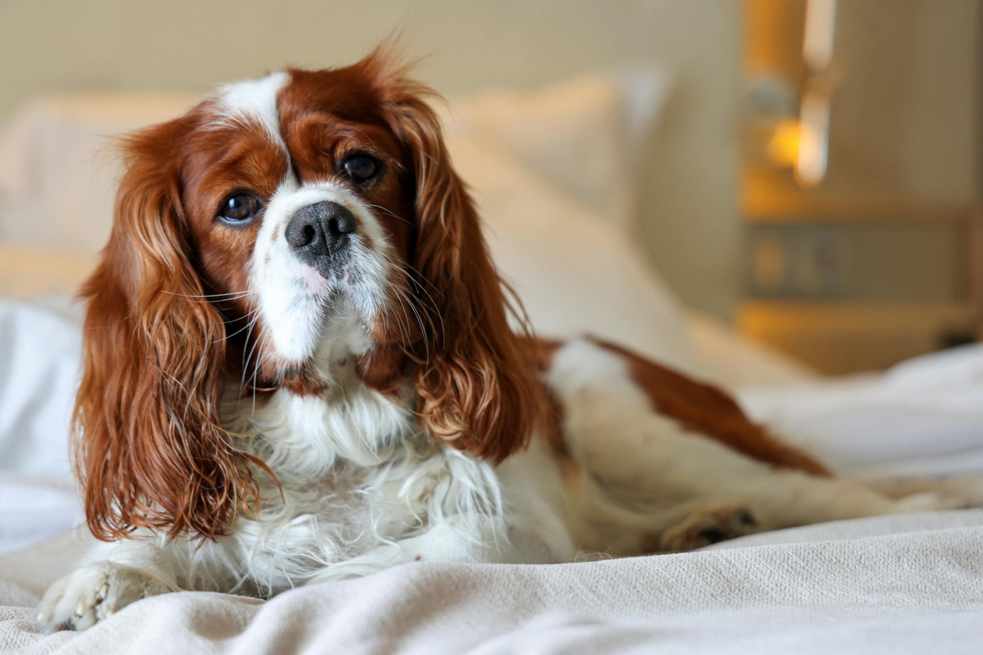 Best dry food outlet for cavalier king charles