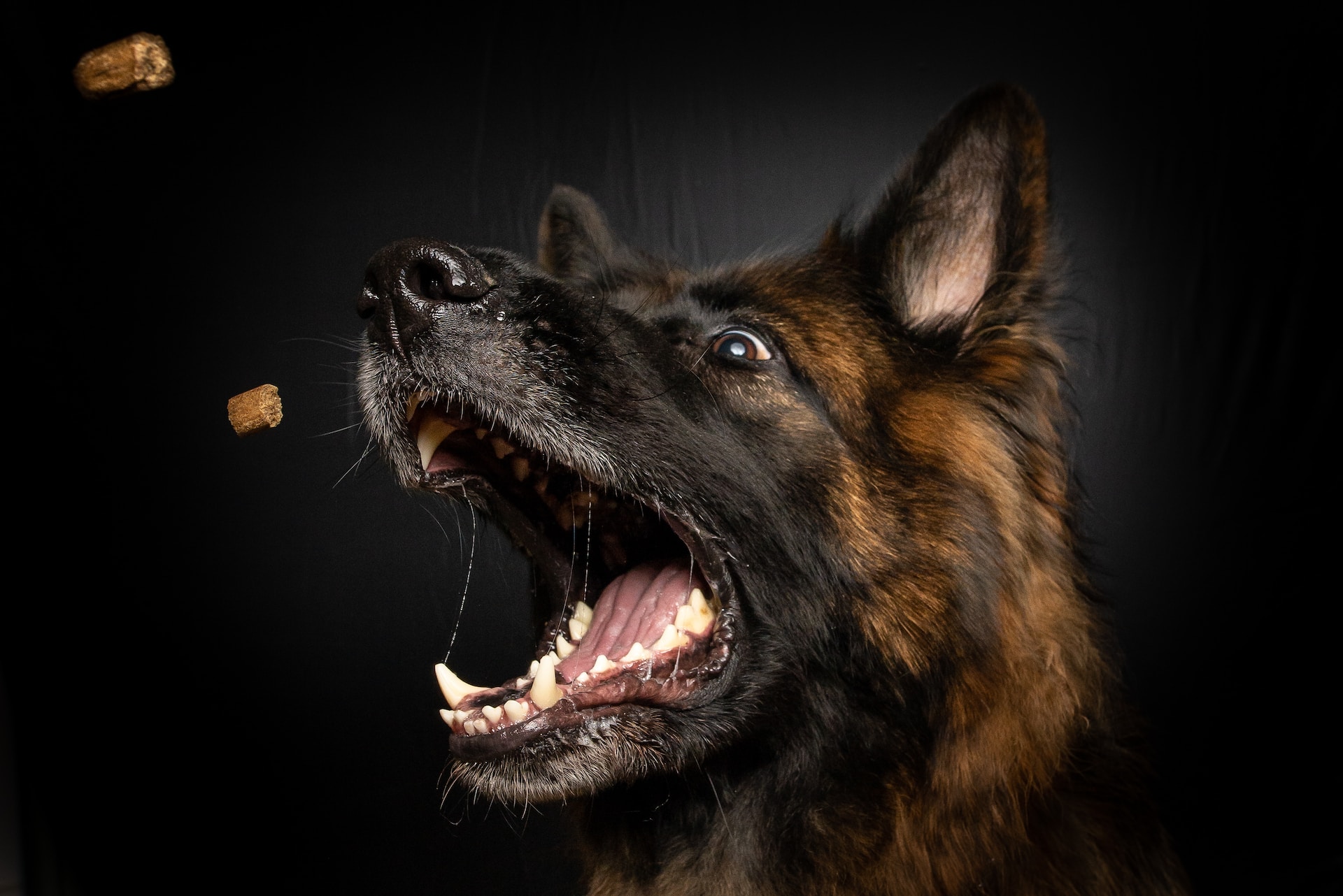 best dry food for german shepherd