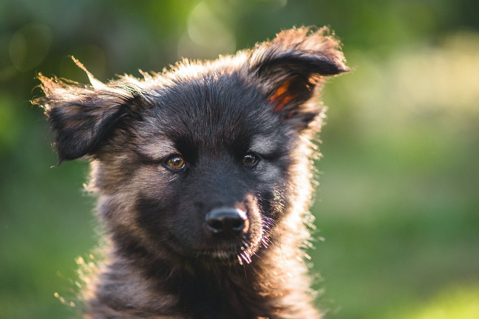 Best food for hotsell my german shepherd puppy