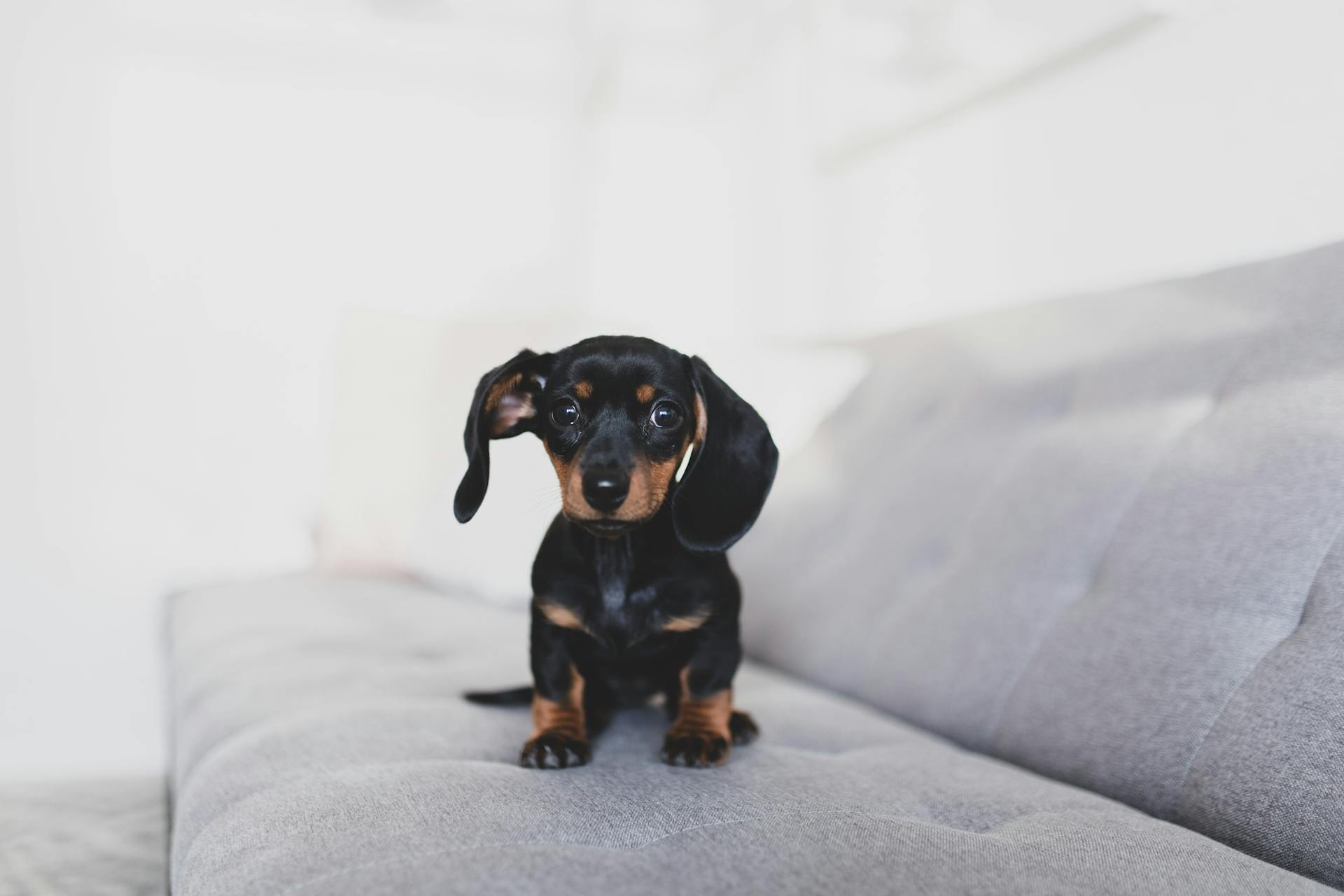 Top 4 Best Foods for Miniature Dachshund Puppies in 2024 Guides