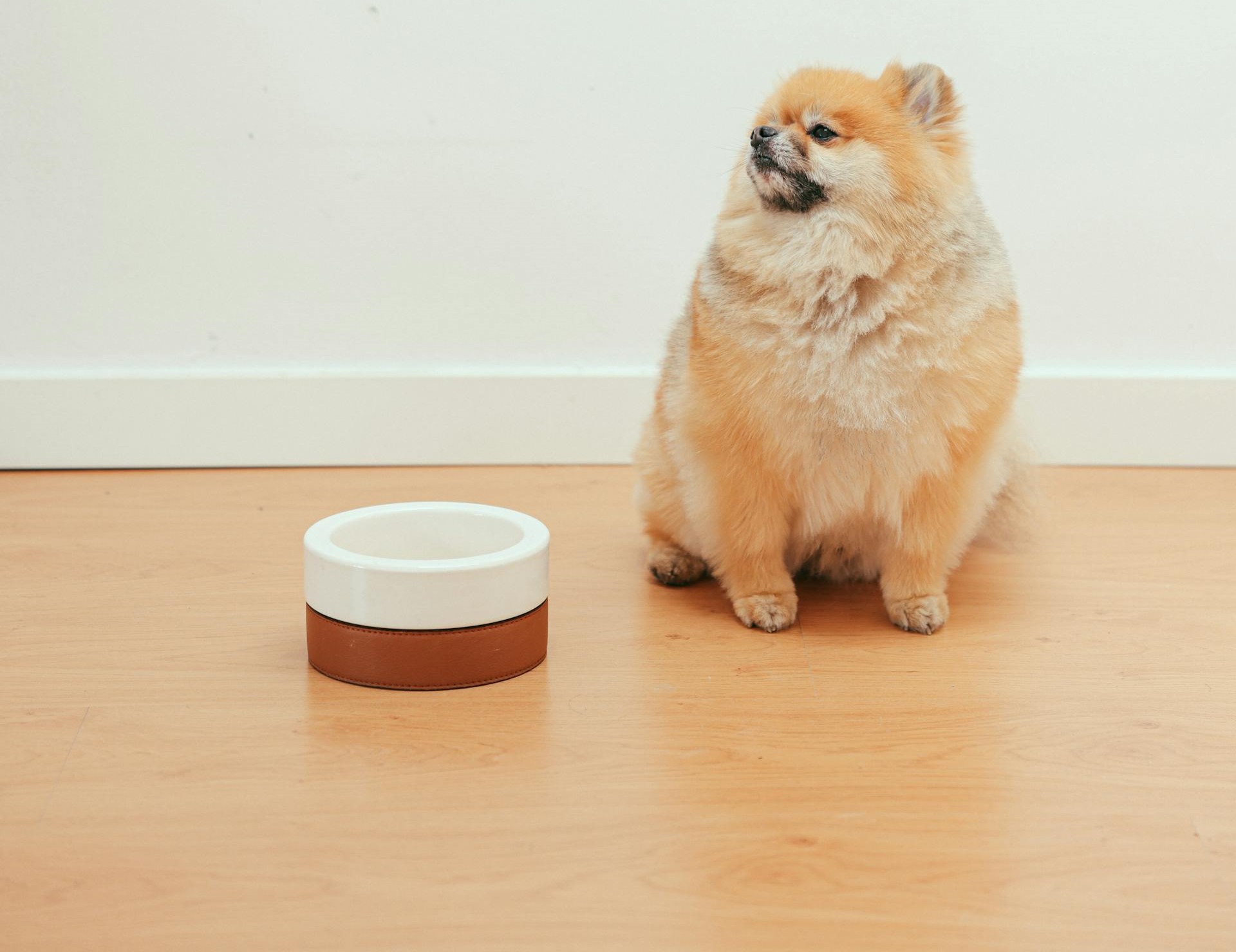 best food for pomeranian