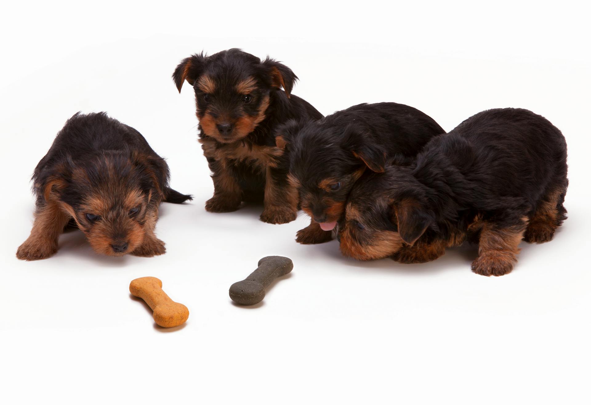 best food for yorkshire terrier puppy