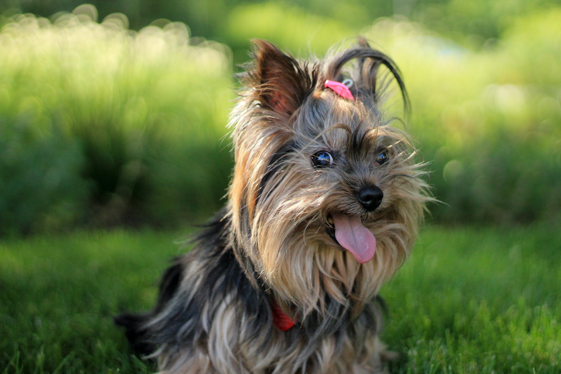 best food for yorkshire terrier