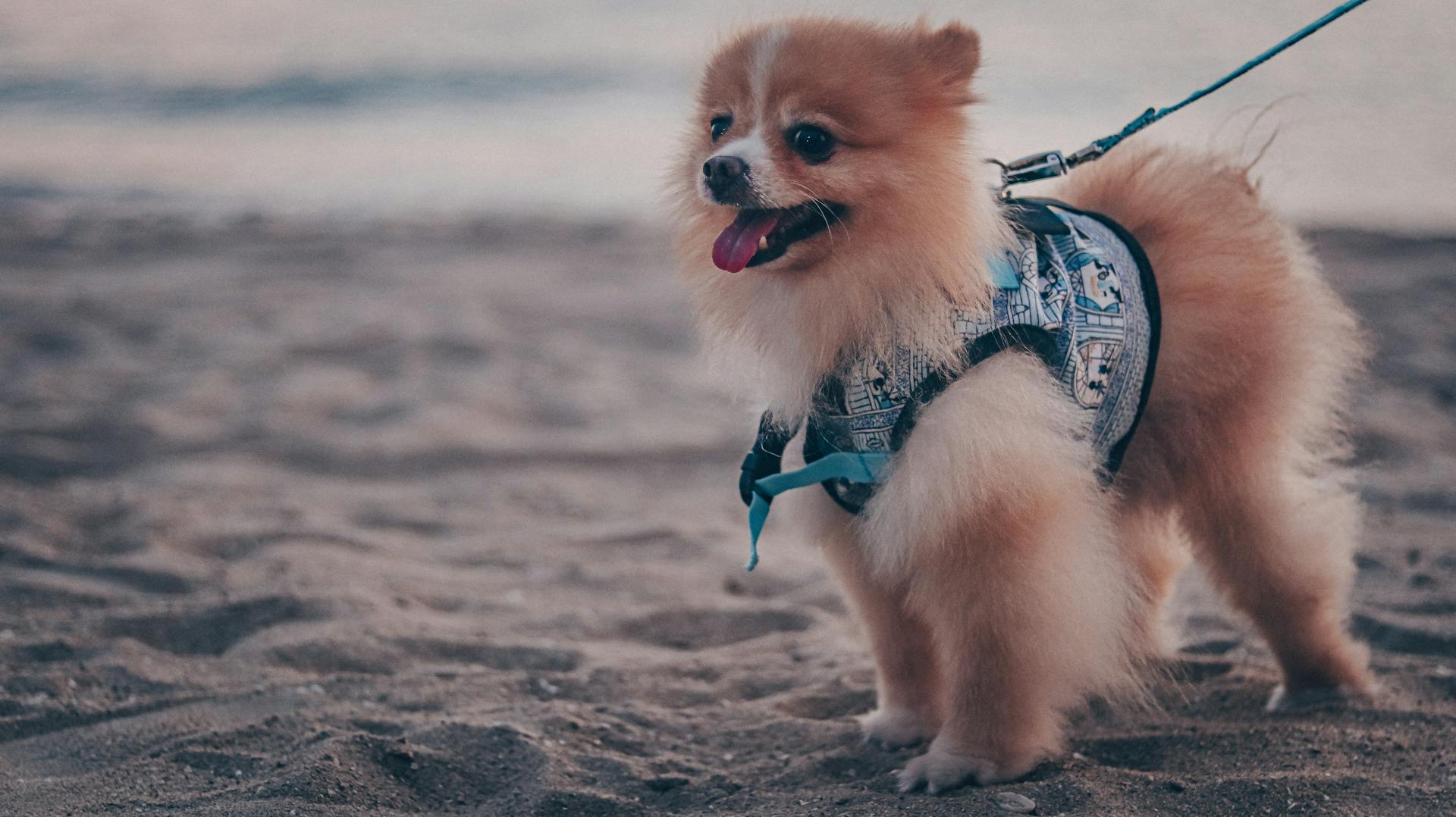 best harness for pomeranian