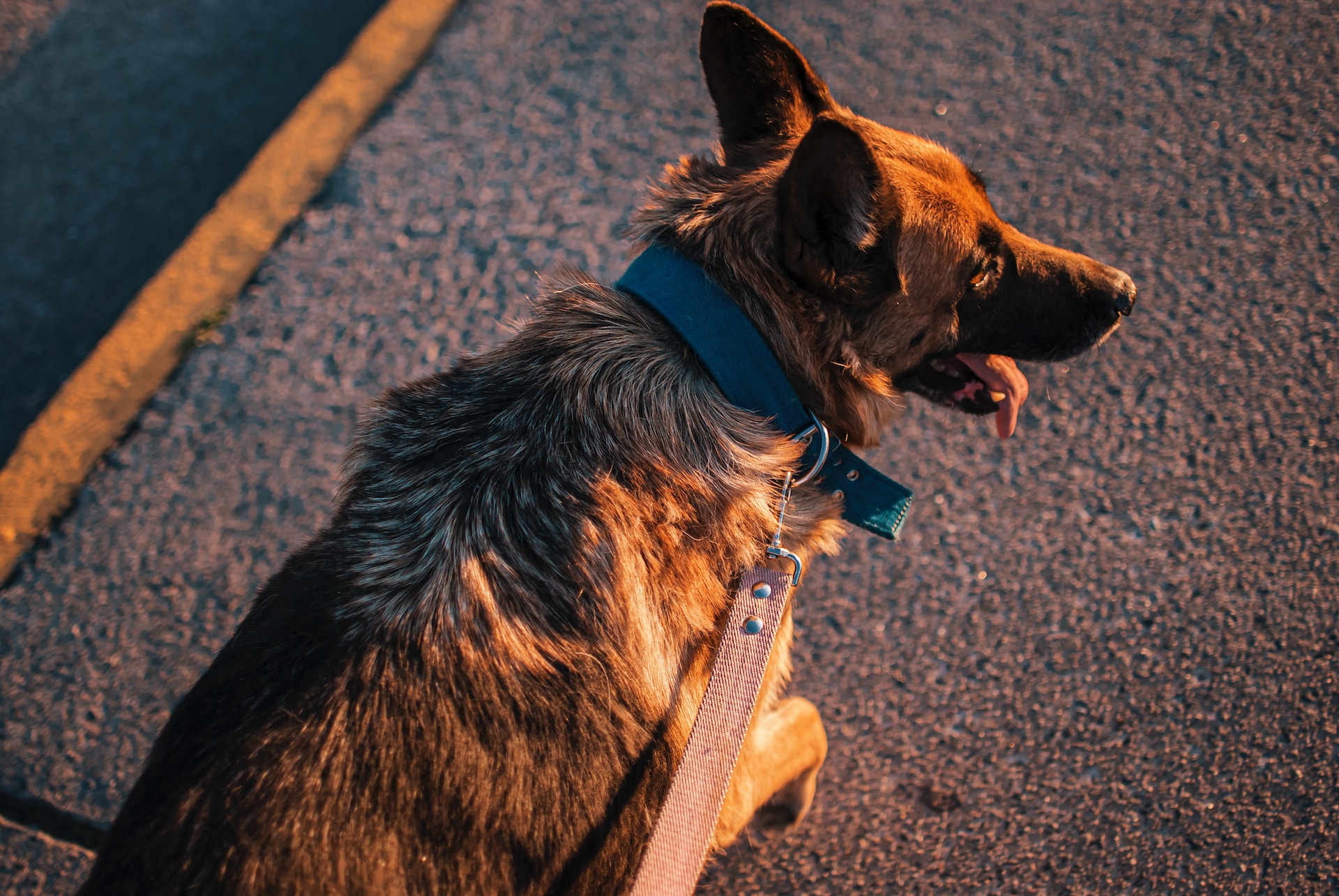 German shepherd clearance on leash