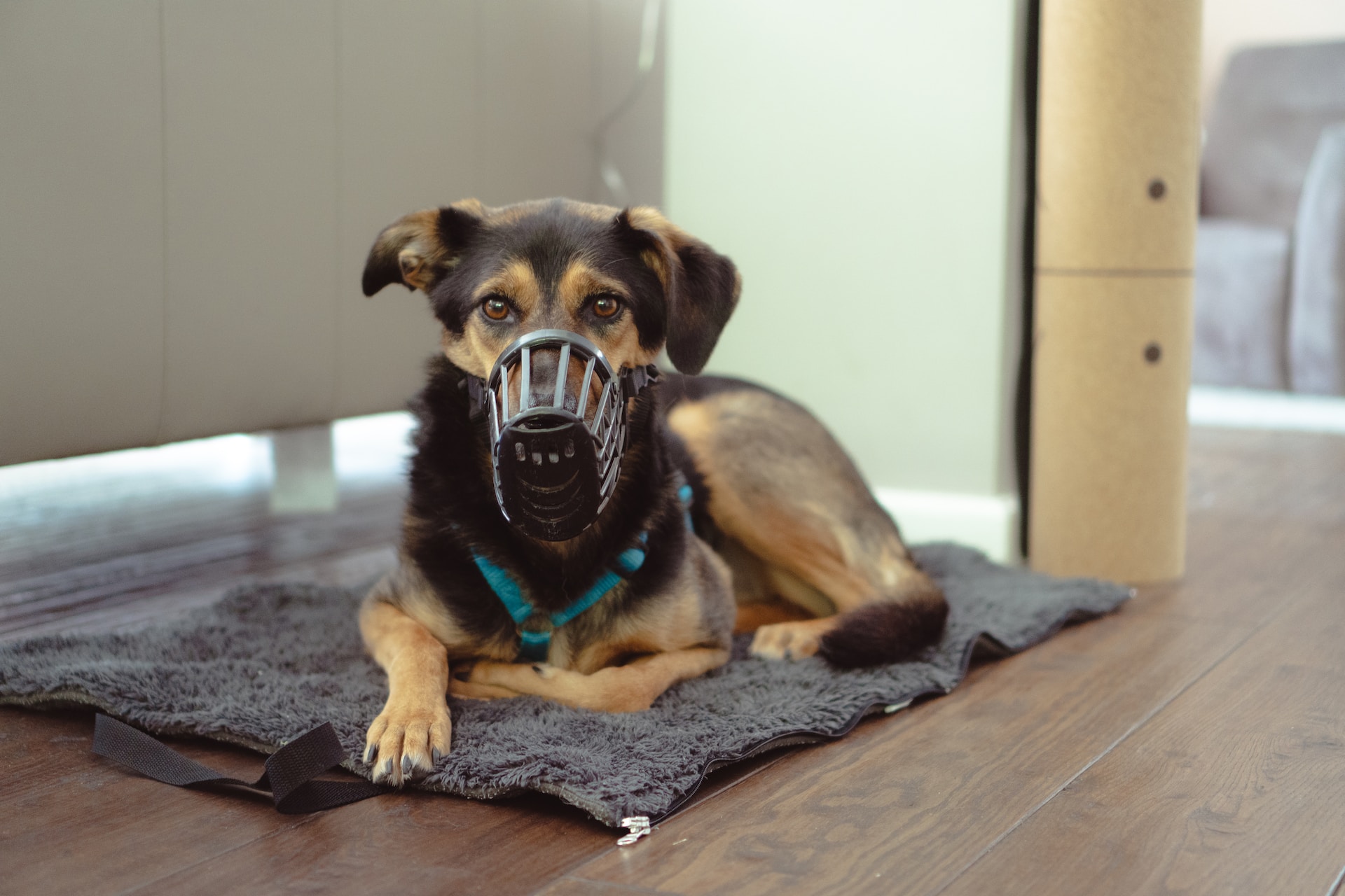 best muzzle for german shepherd