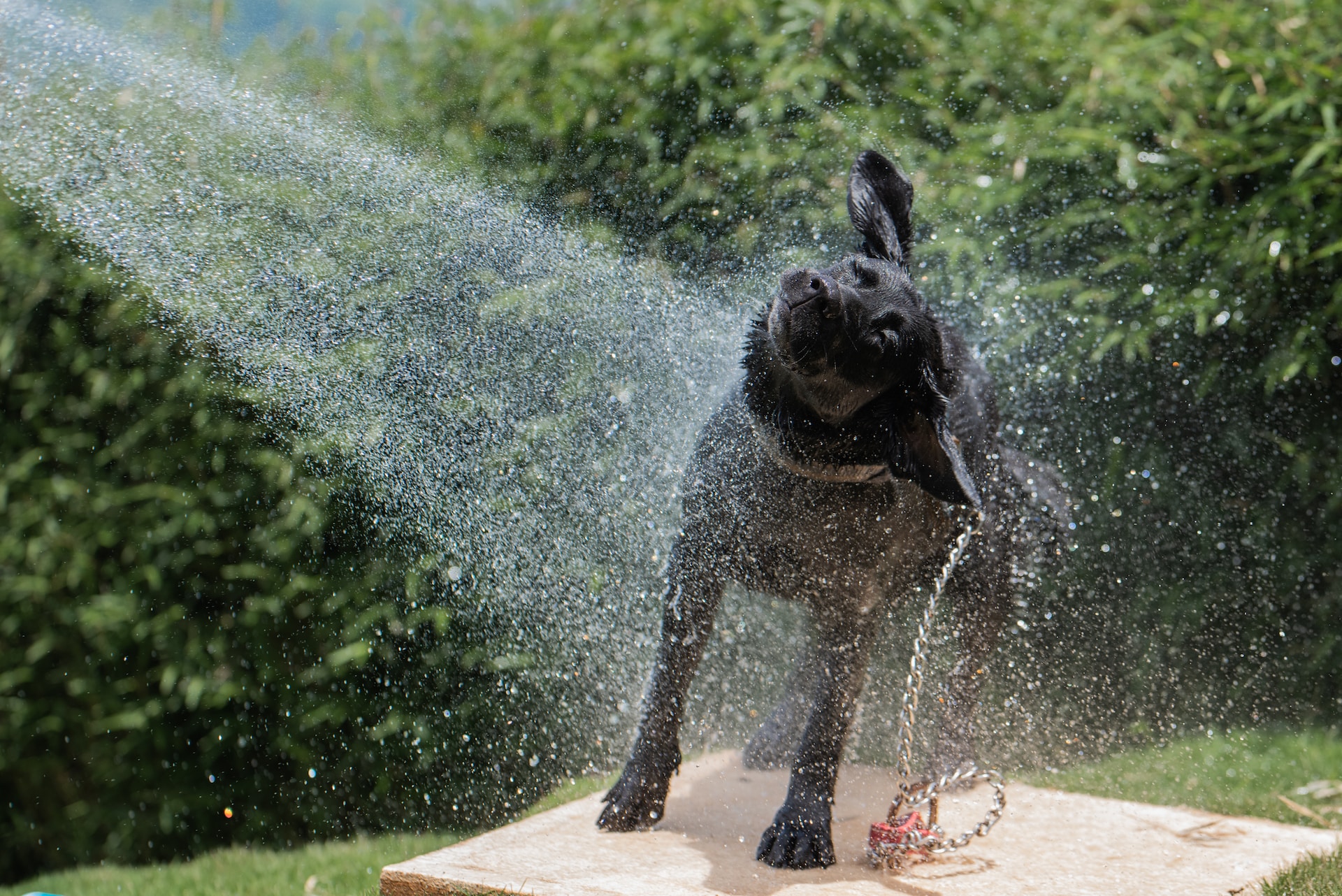 Best shampoo outlet for gsd