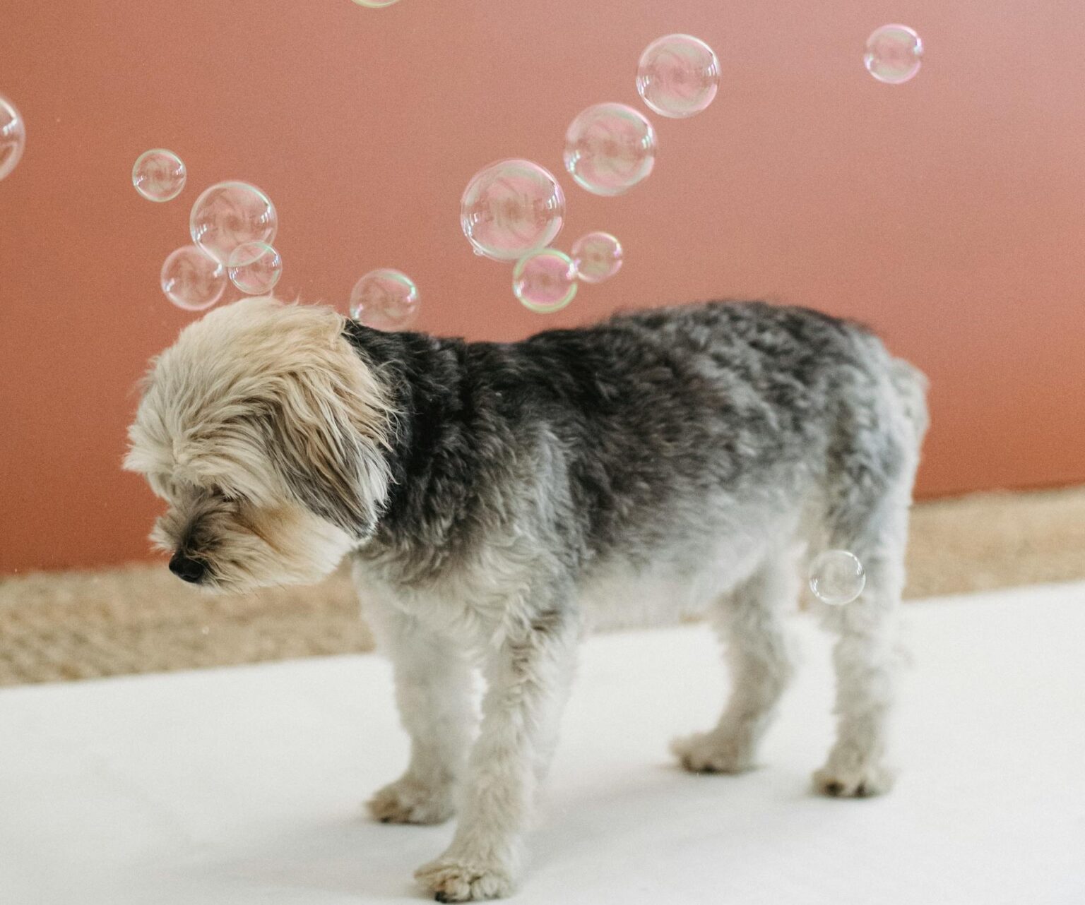 Top 4 Best Shampoos for Yorkshire Terriers in 2024 Guides by Bone