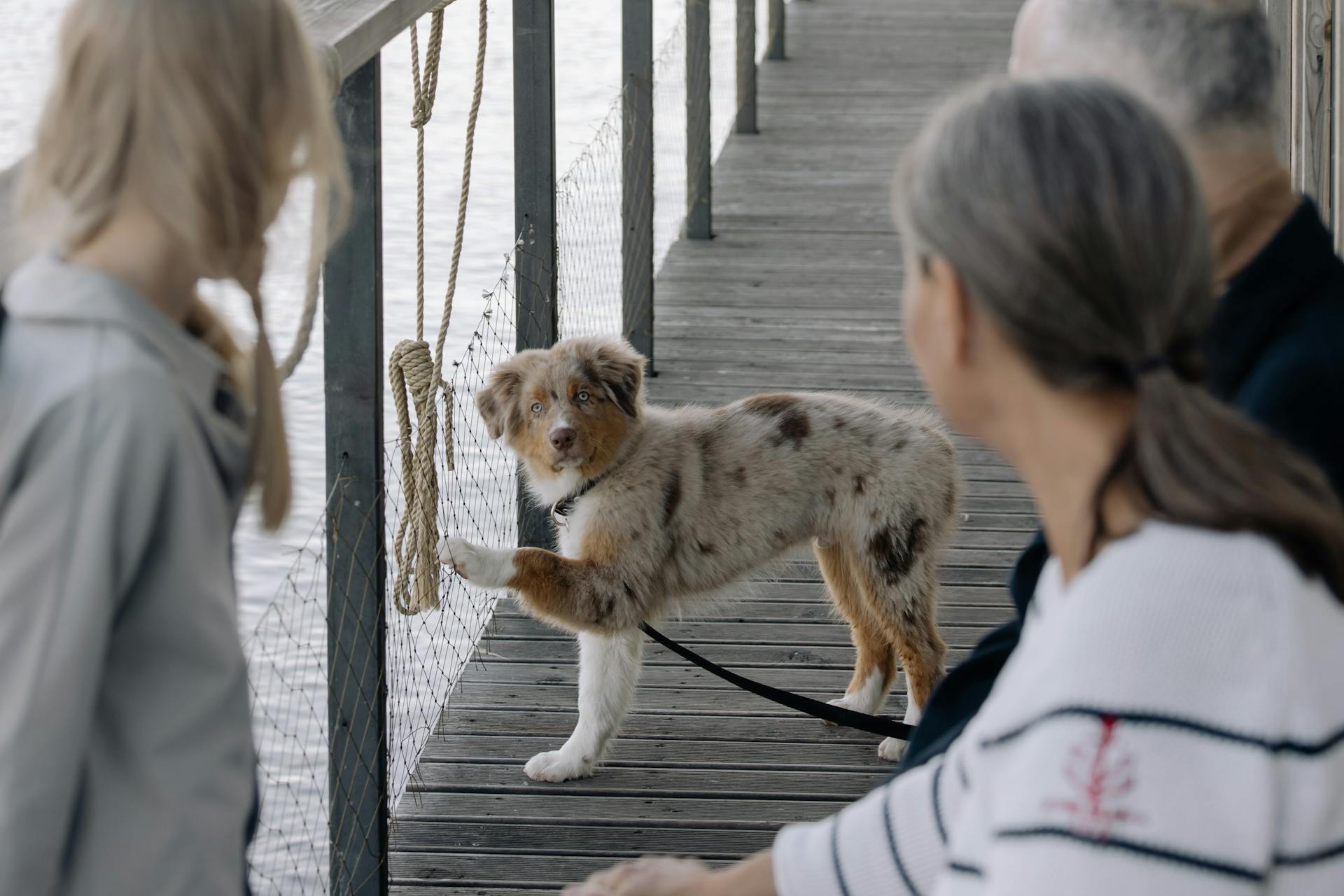 Best toys clearance for aussie puppies