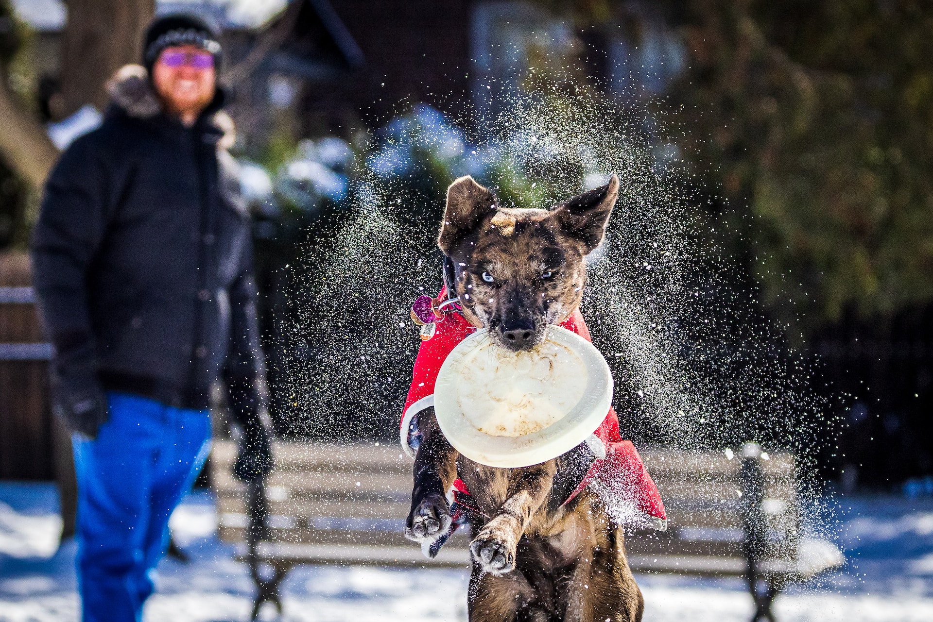 best toys for german shepherd puppies