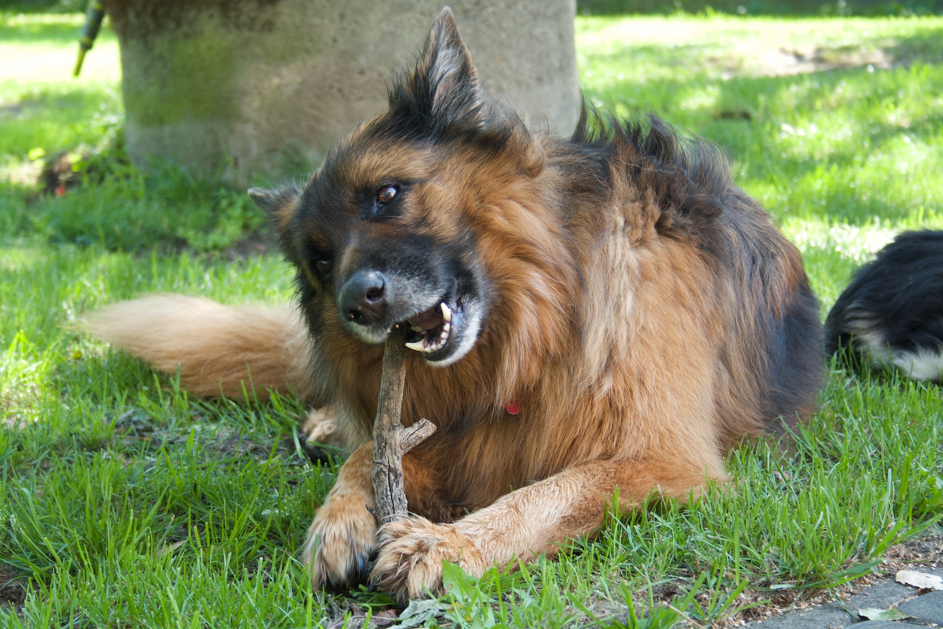 best toys for german shepherd