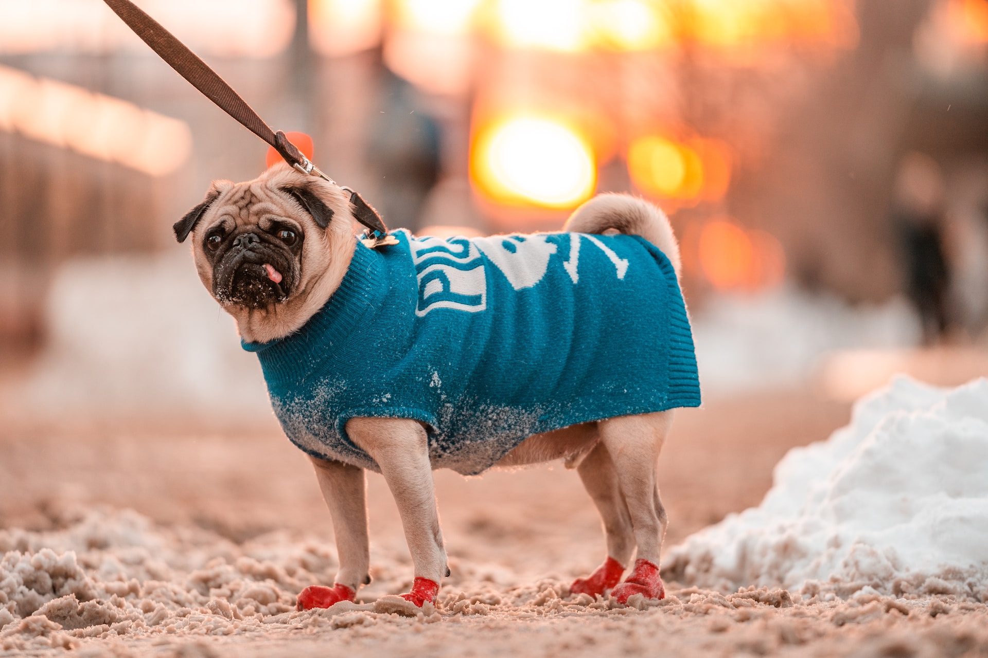 Best Dog Coats for Winter