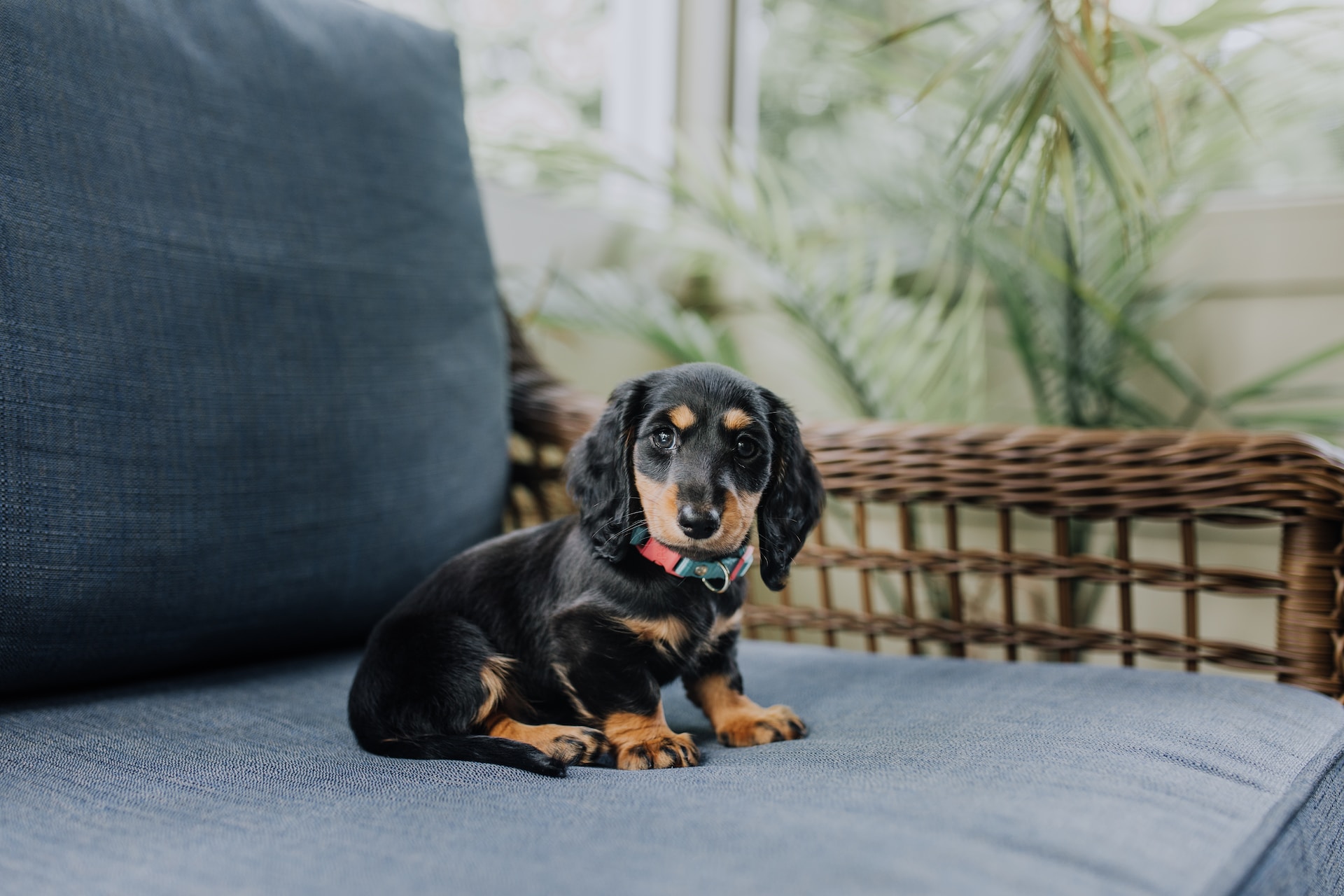 Best Harness For Dachshunds