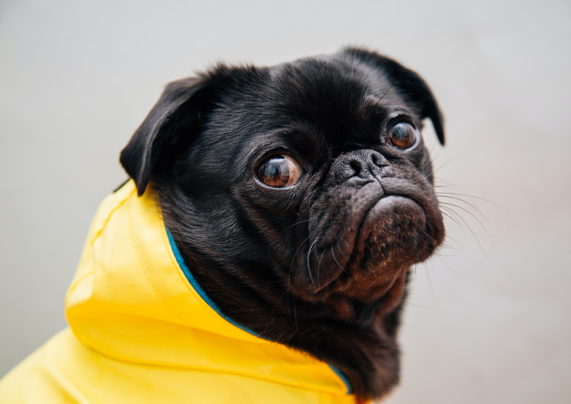 Best Dog Raincoat