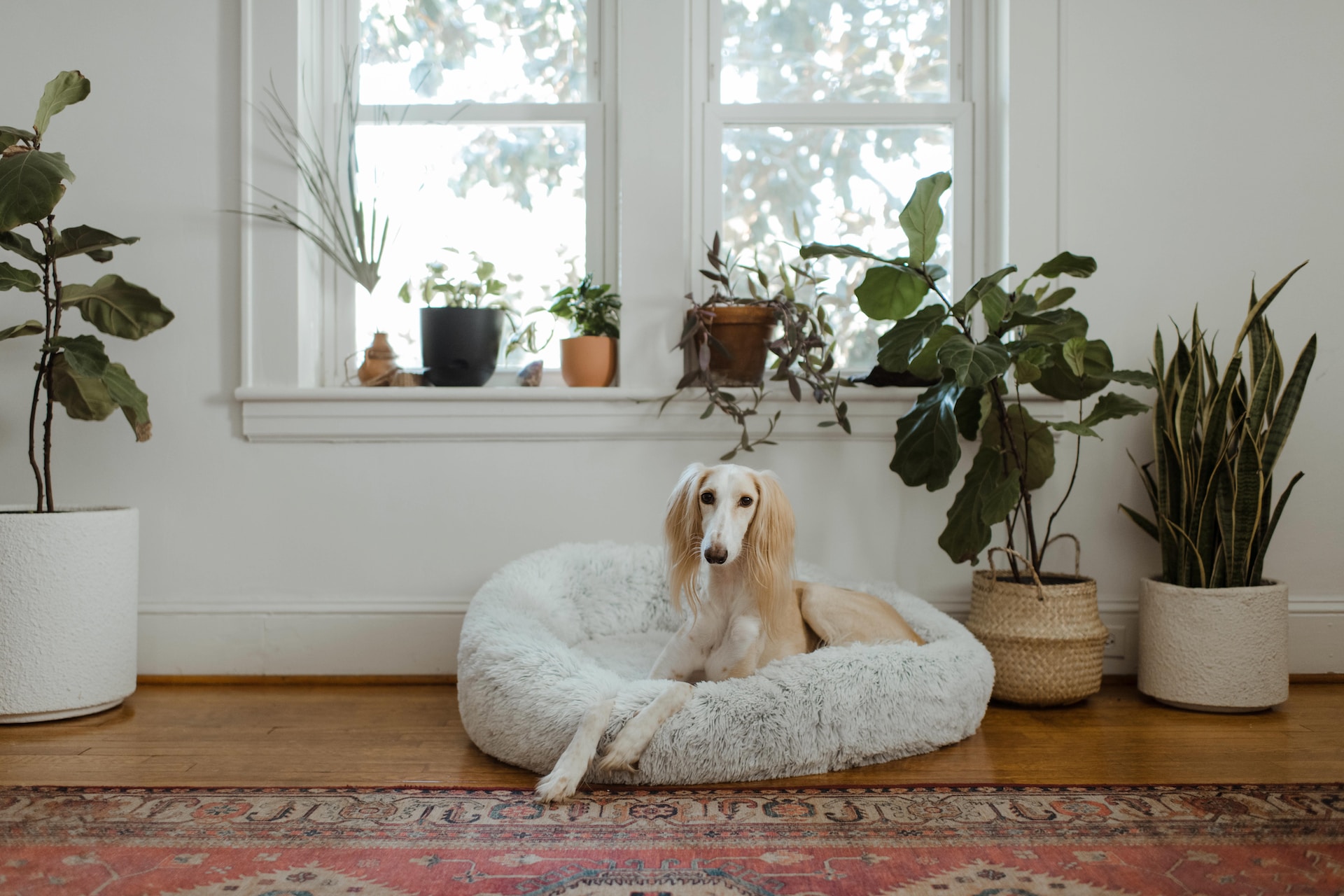 Best Dog Bed for Chewers