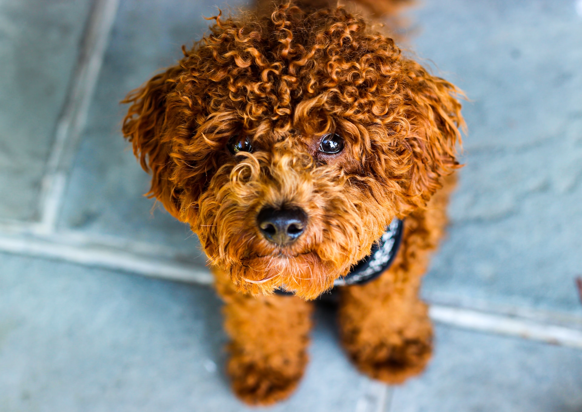 Best Poodle Shampoo i