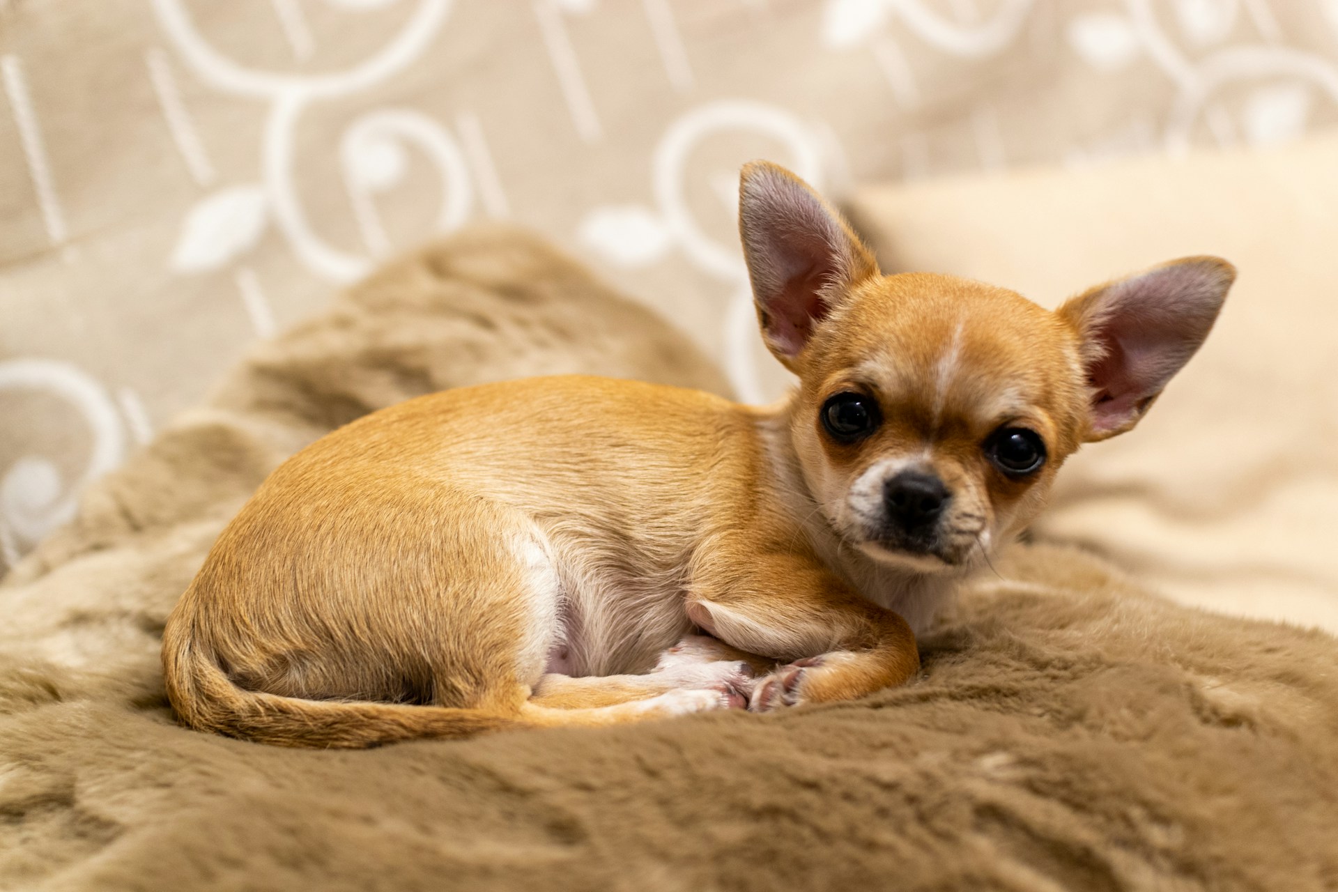 Best Shampoos for Chihuahuas