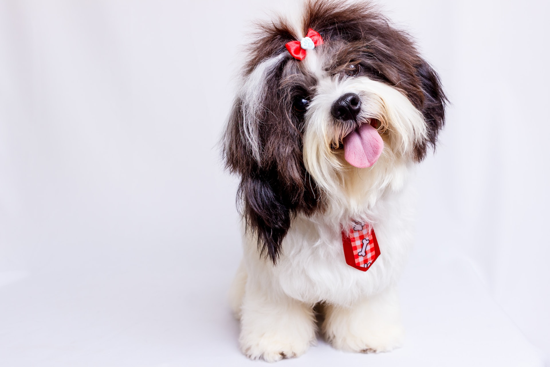 Best dog food shop for shih tzu puppy