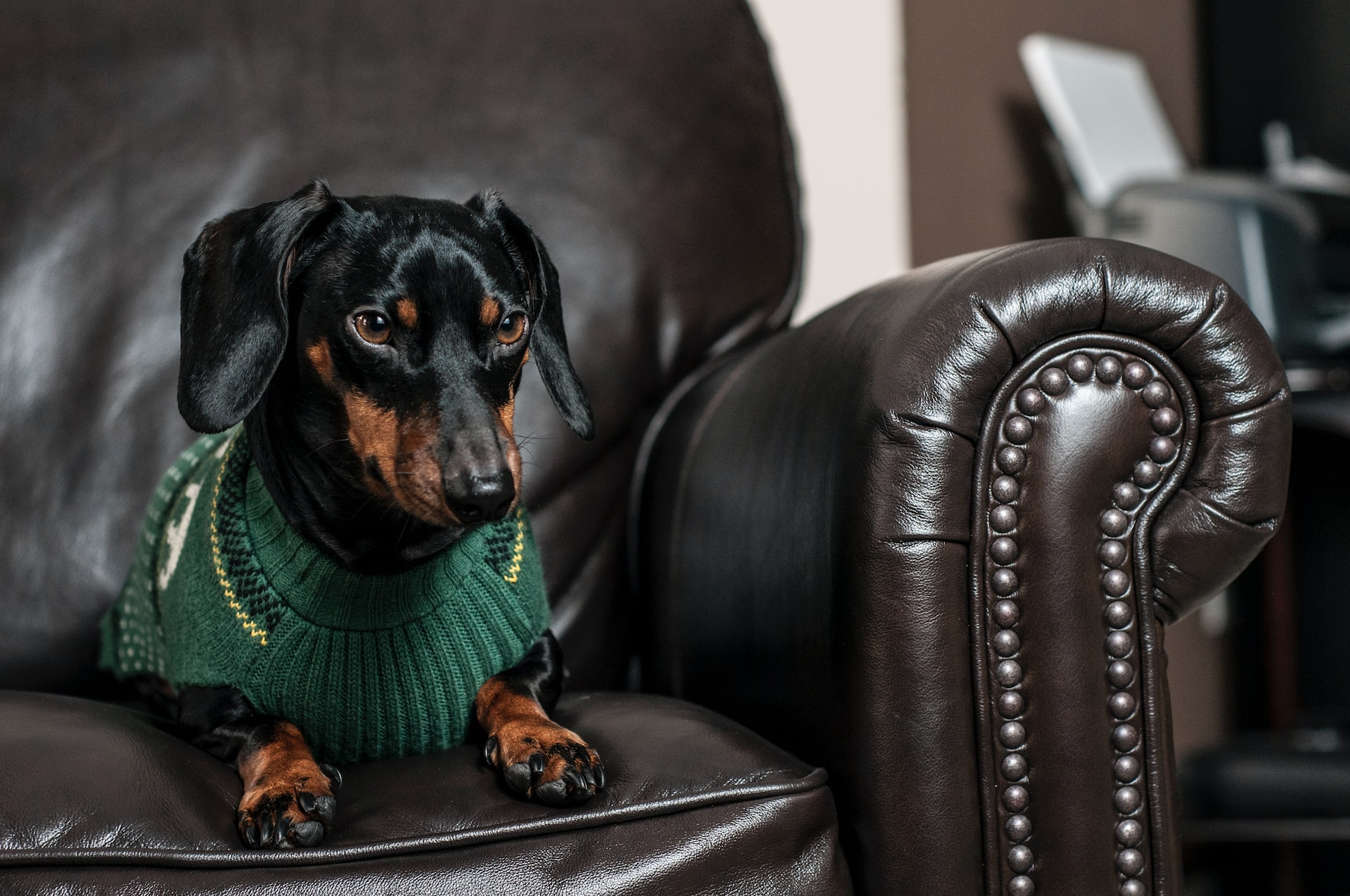 Best Harness For Mini Dachshund