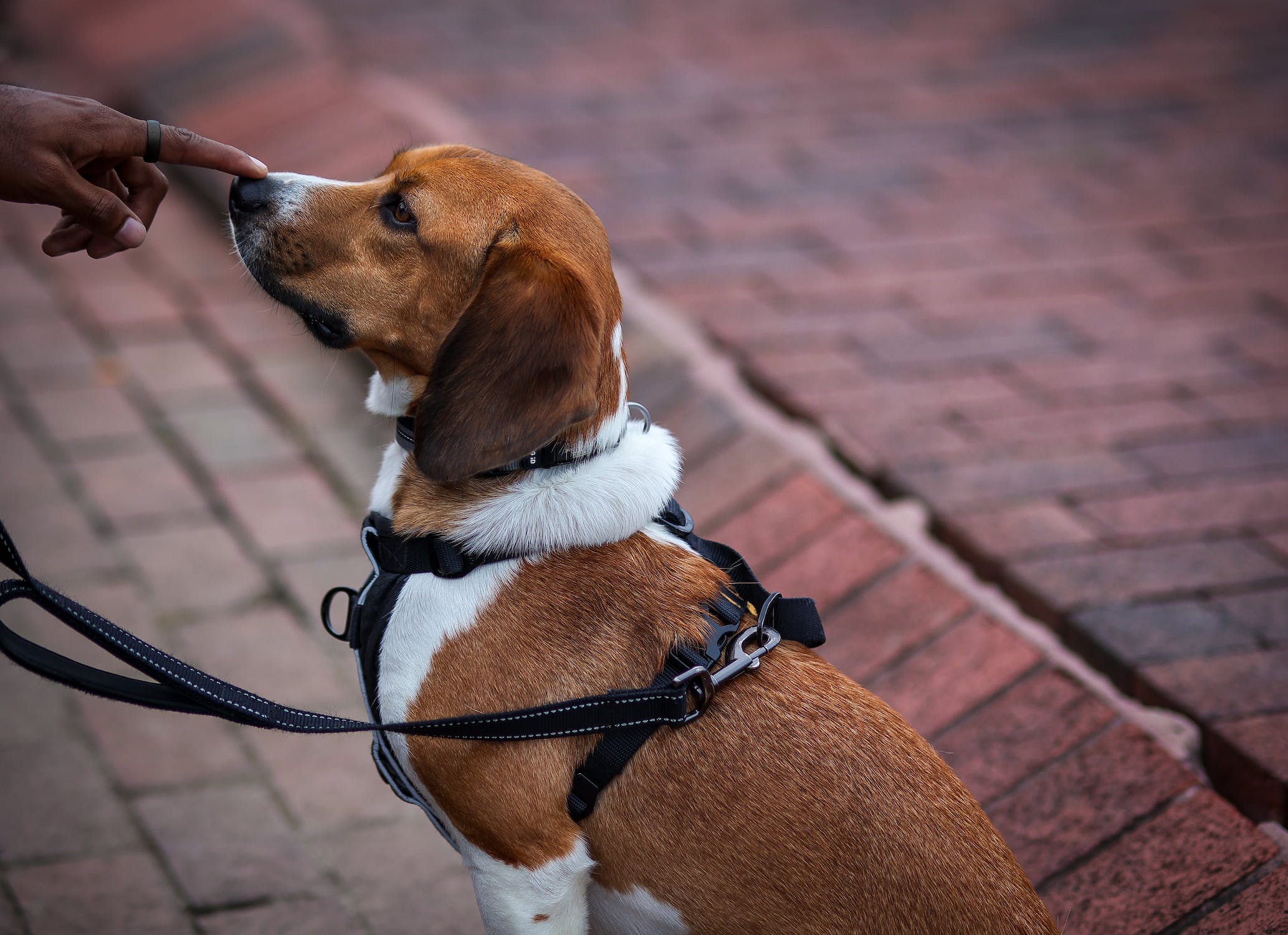 best harness for French bulldog