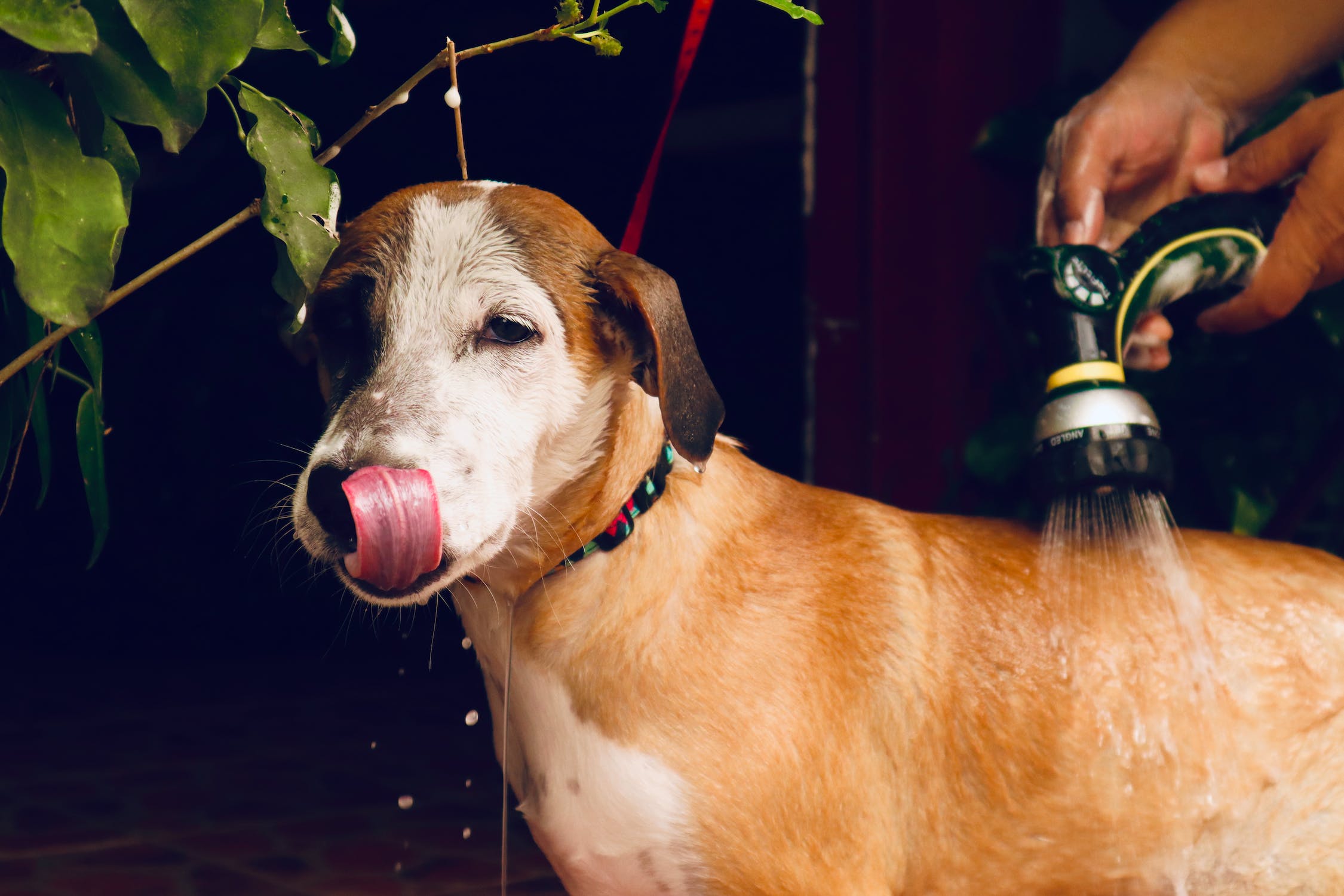 best shampoo for English bulldog