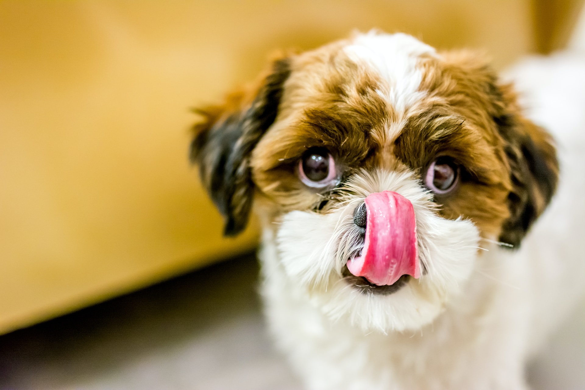 Best tasting outlet dog