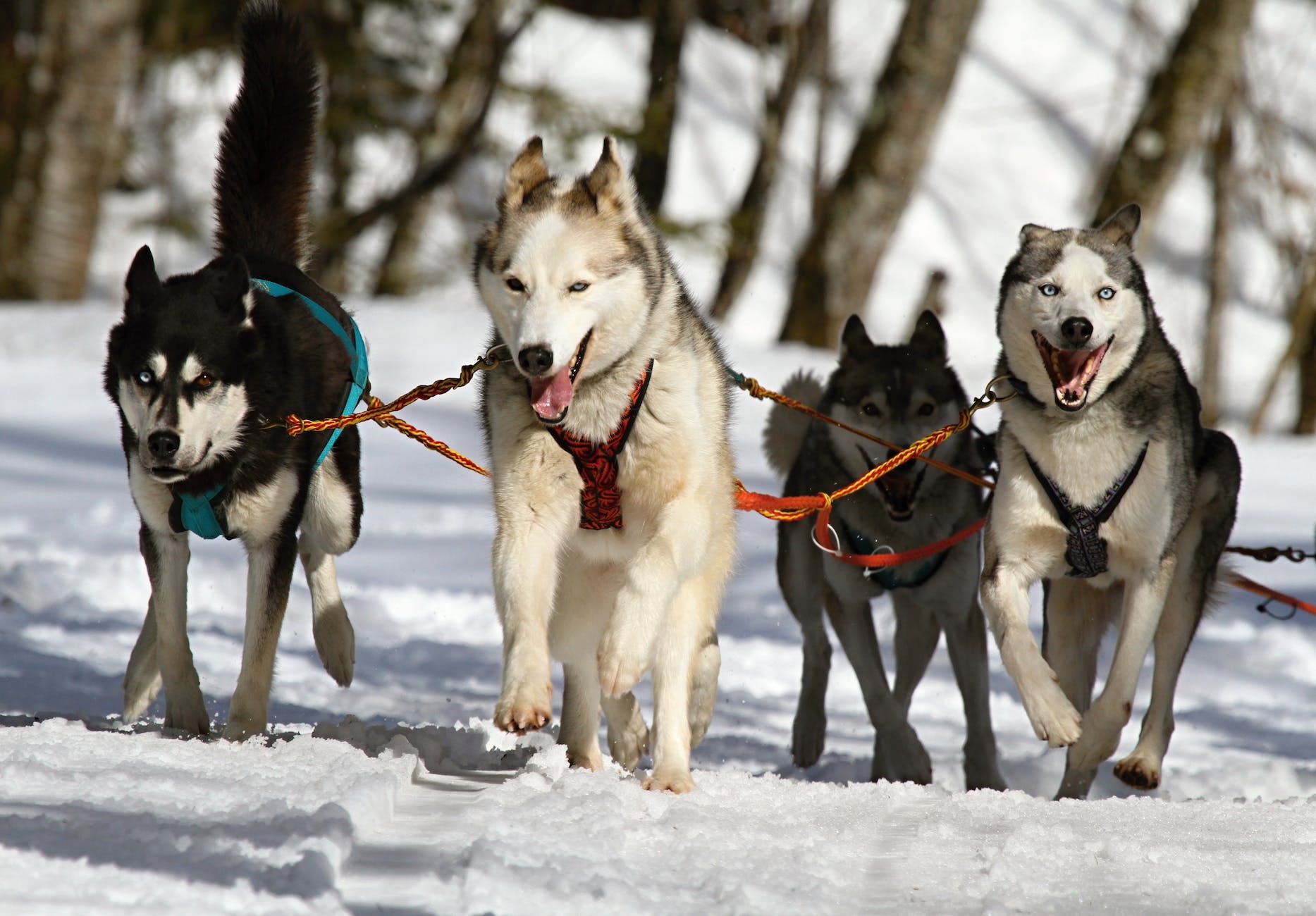 Best Harness For Husky