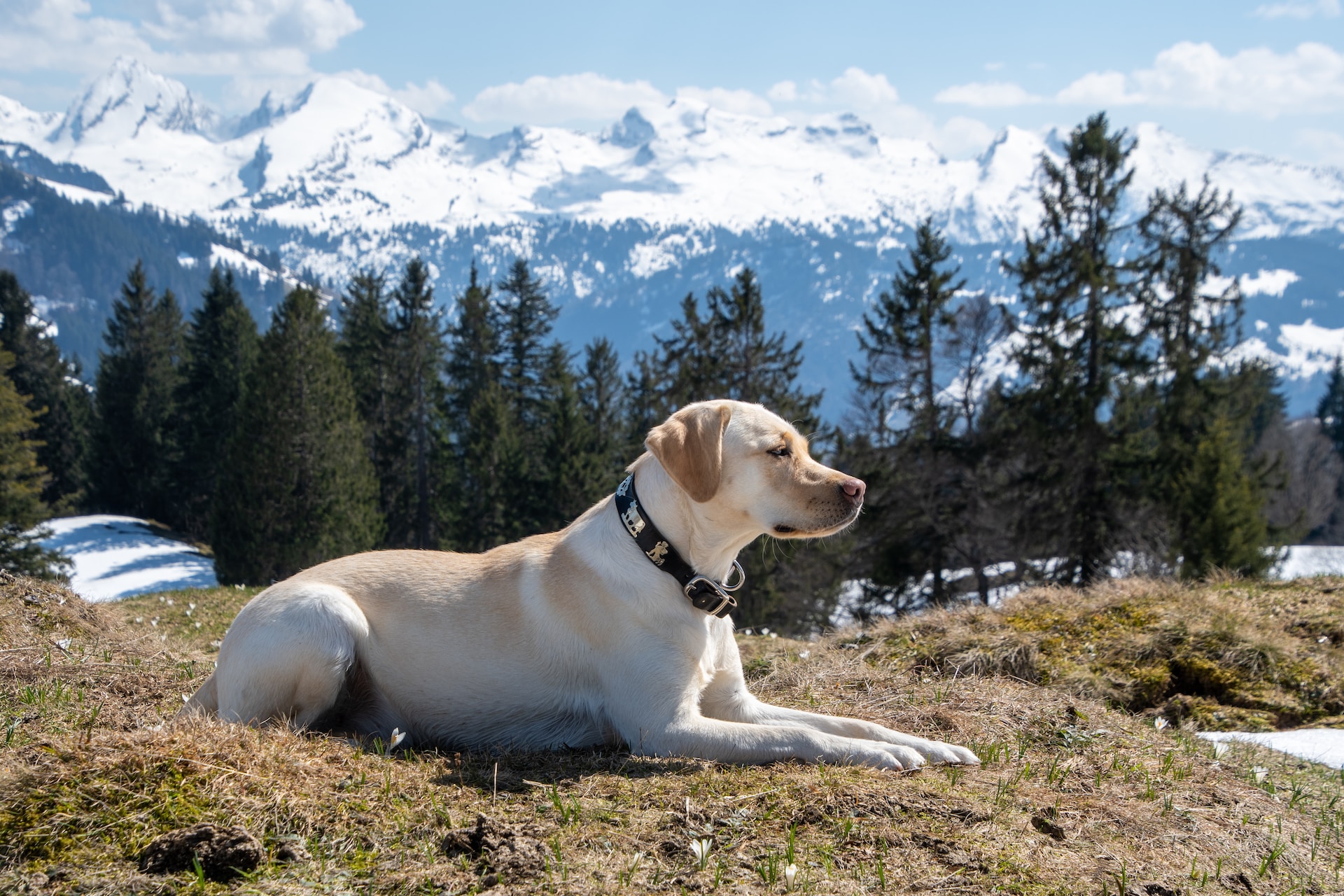 Best dog food outlet for a lab