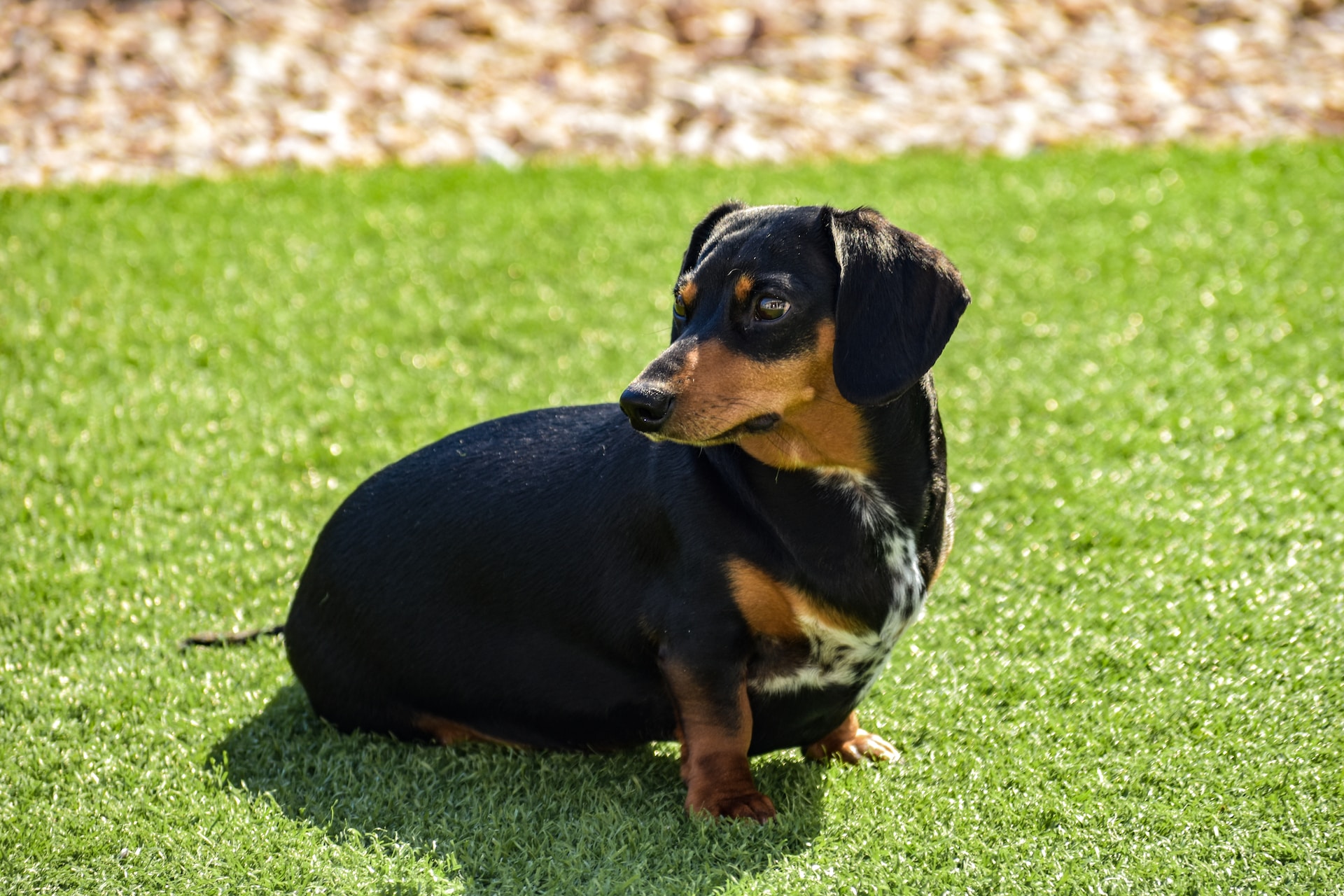 Best Food For Dachshund Puppy