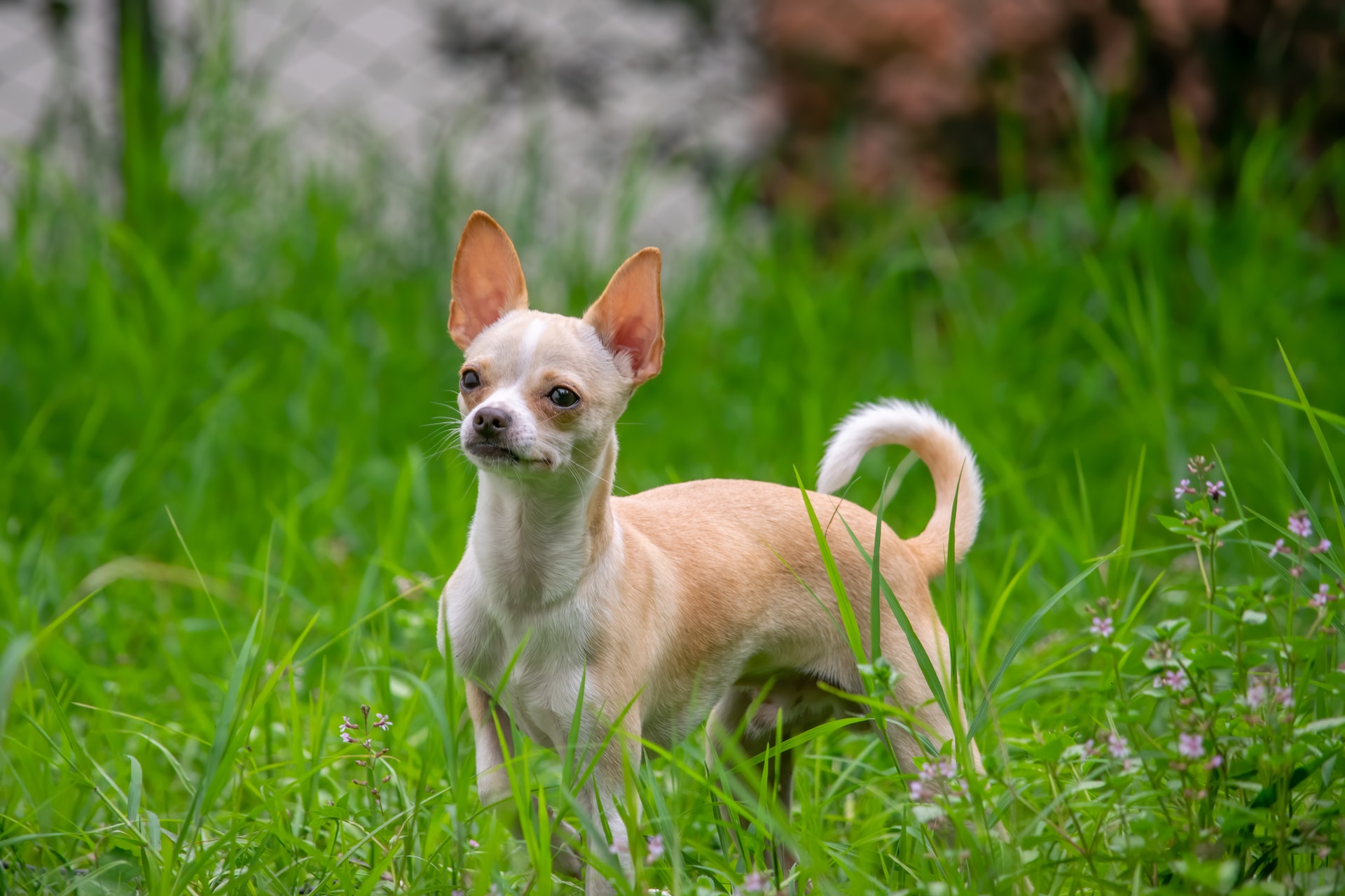 Best Wet Food For Chihuahua