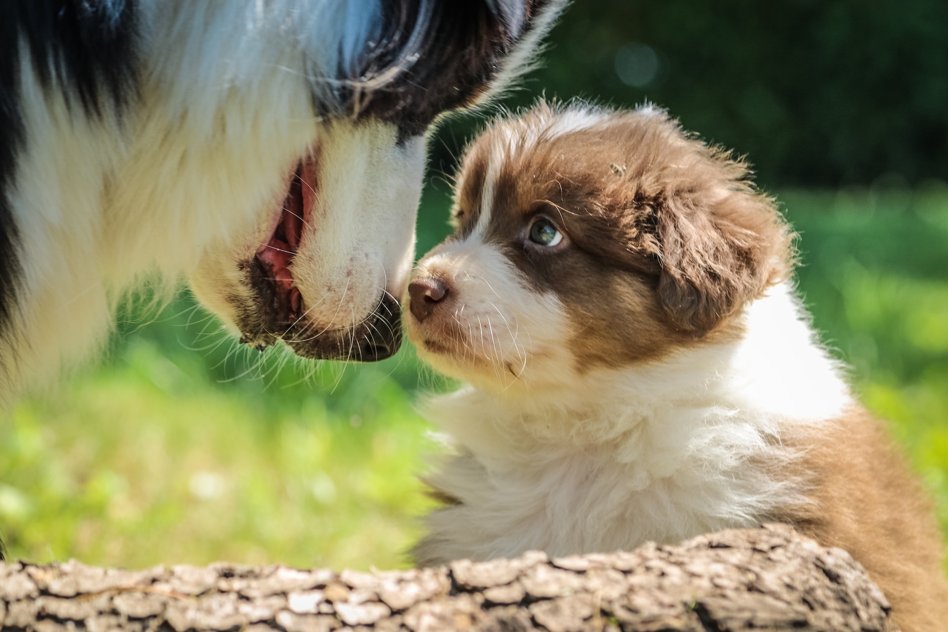 best dog food for puppies small breed