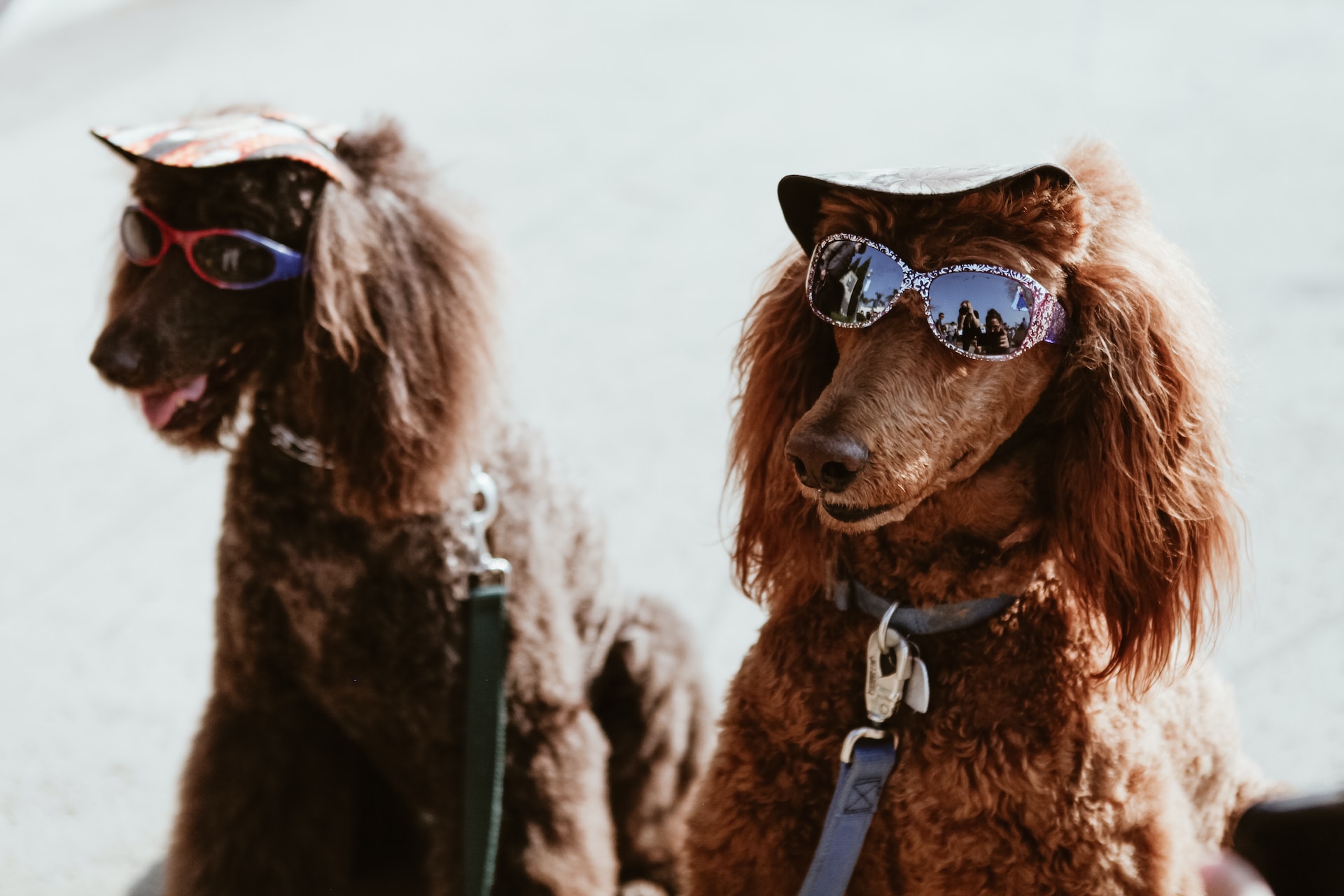 Standard poodle outlet dog food