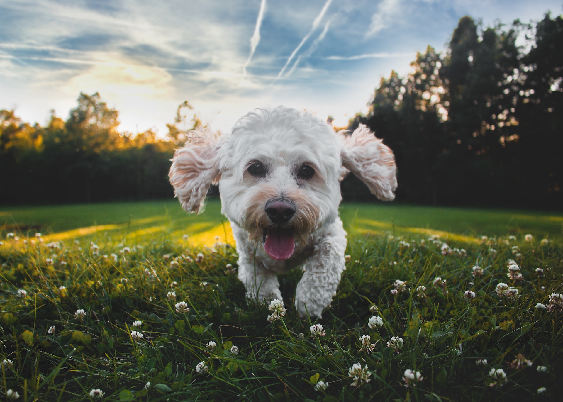 Best Brush For Poodle Mix