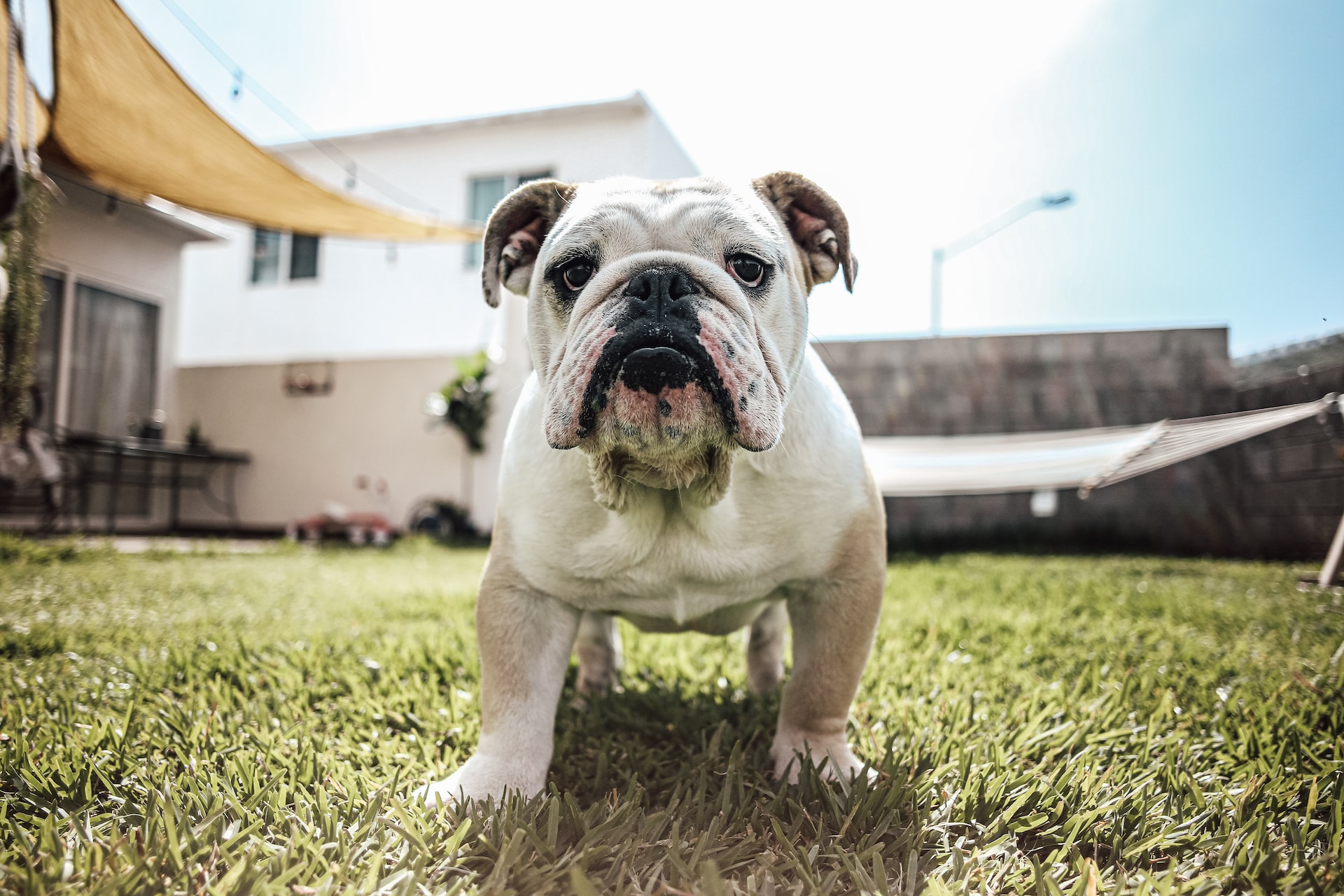 Dog food outlet for english bulldogs