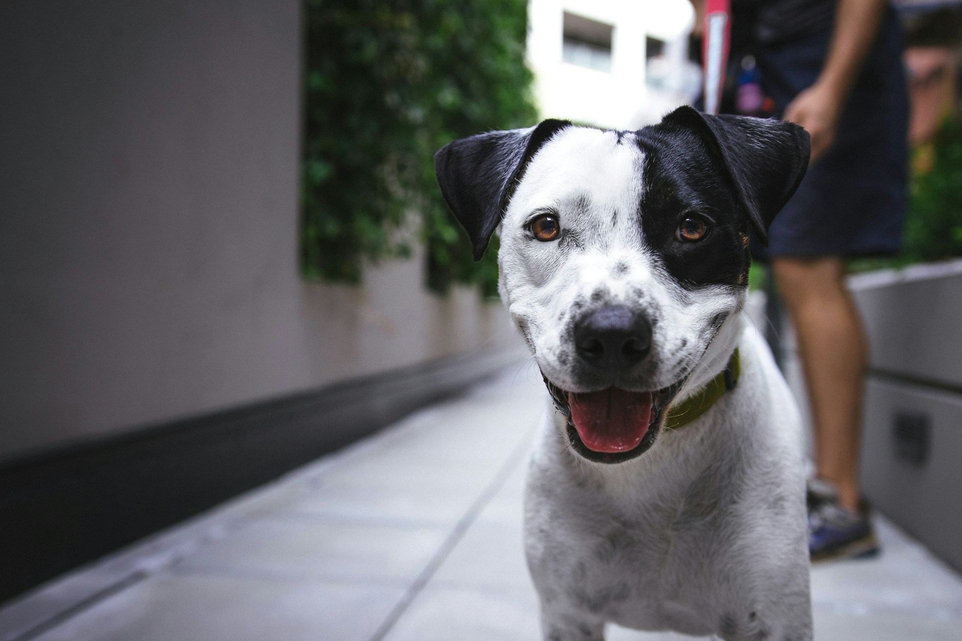 Best Dog Backpacks