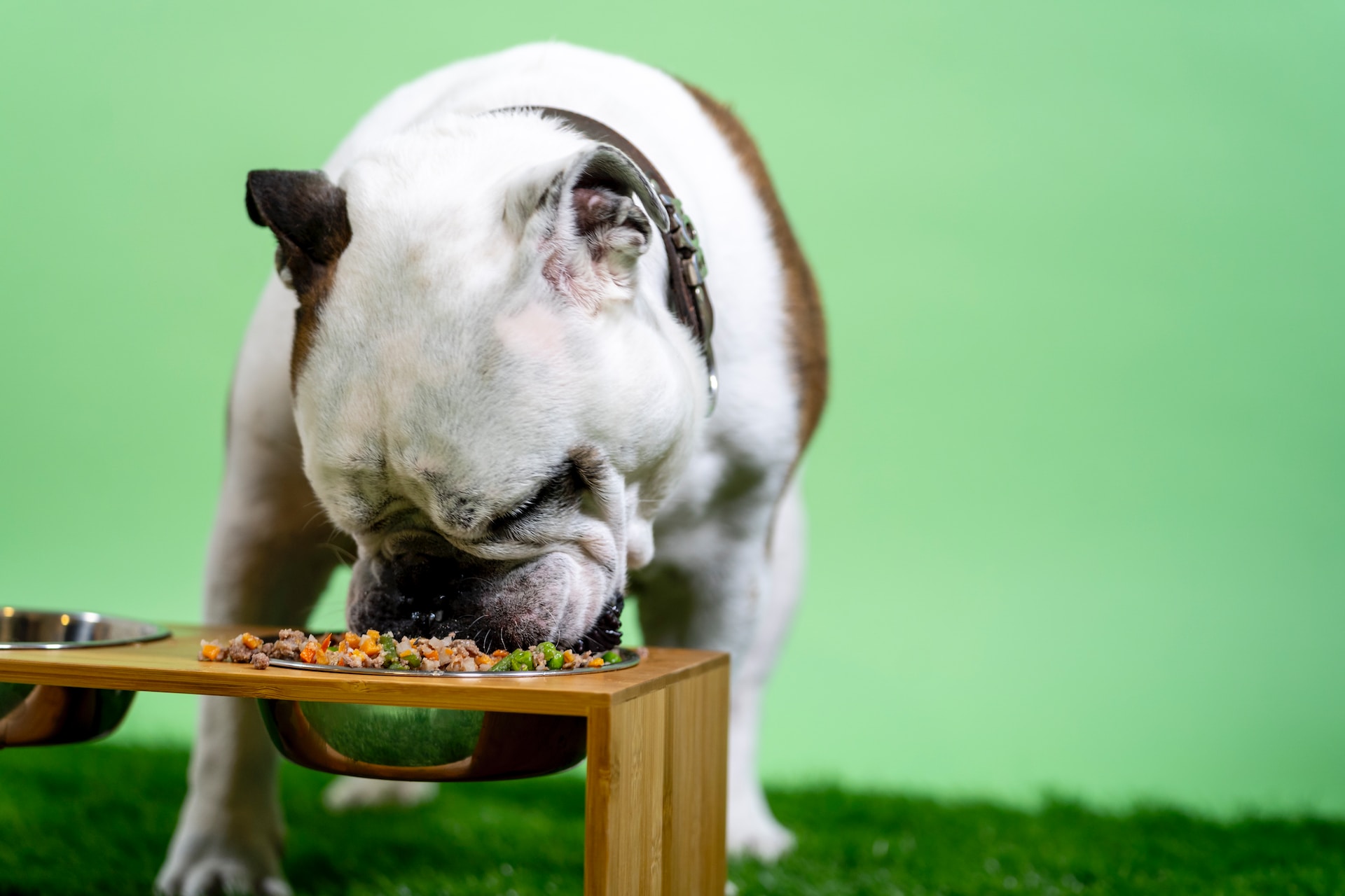 Best Budget Dog Food