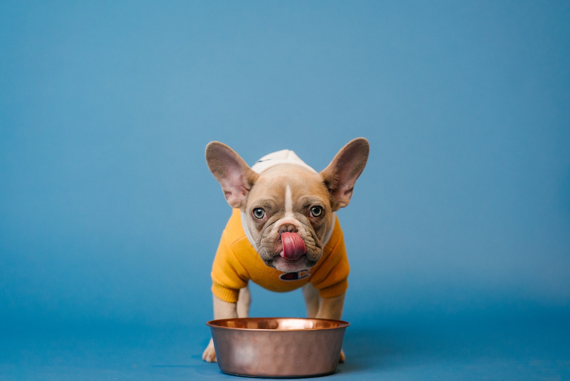 best slow feeder dog bowl