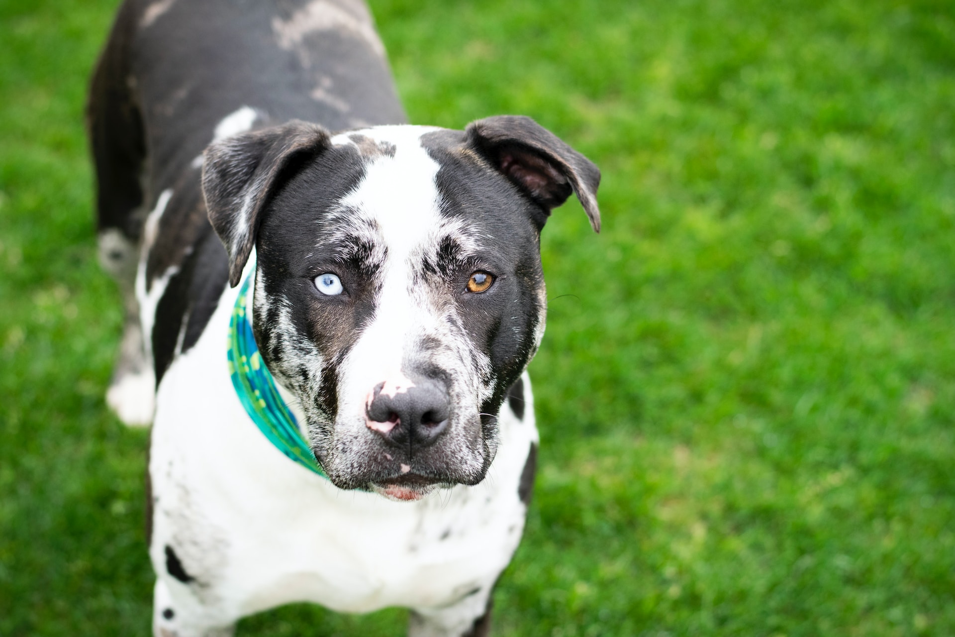 Best dog food for hair clearance shedding