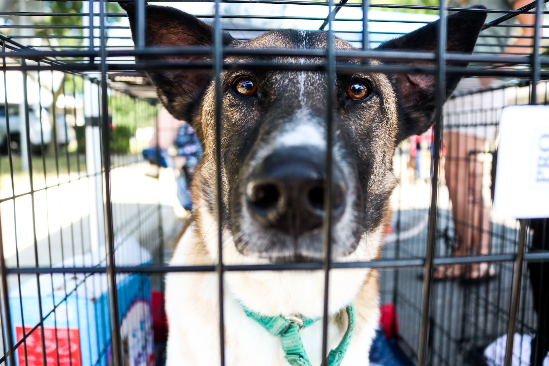 Best Dog Kennels