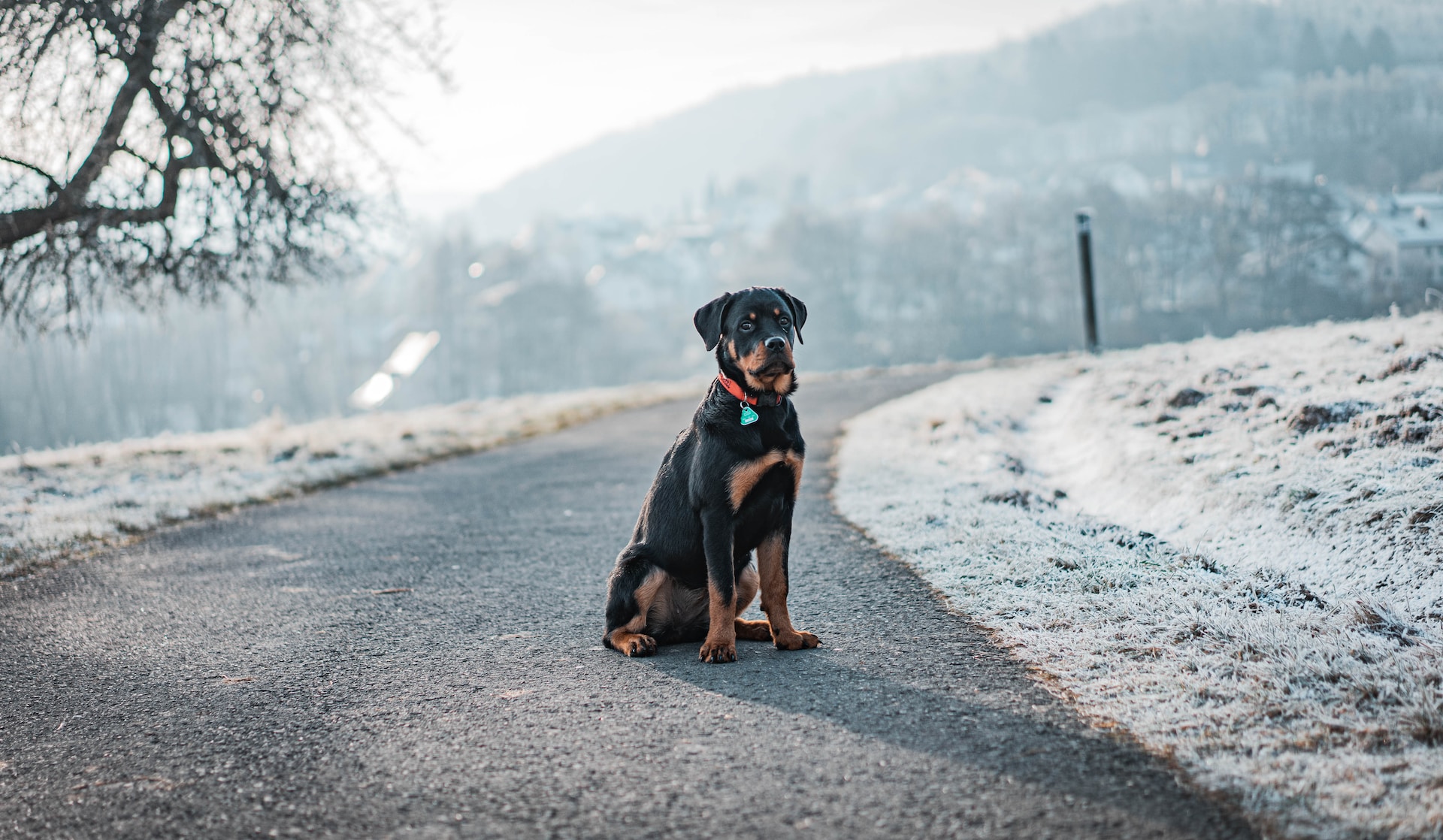 Best Dog Food for Rottweilers