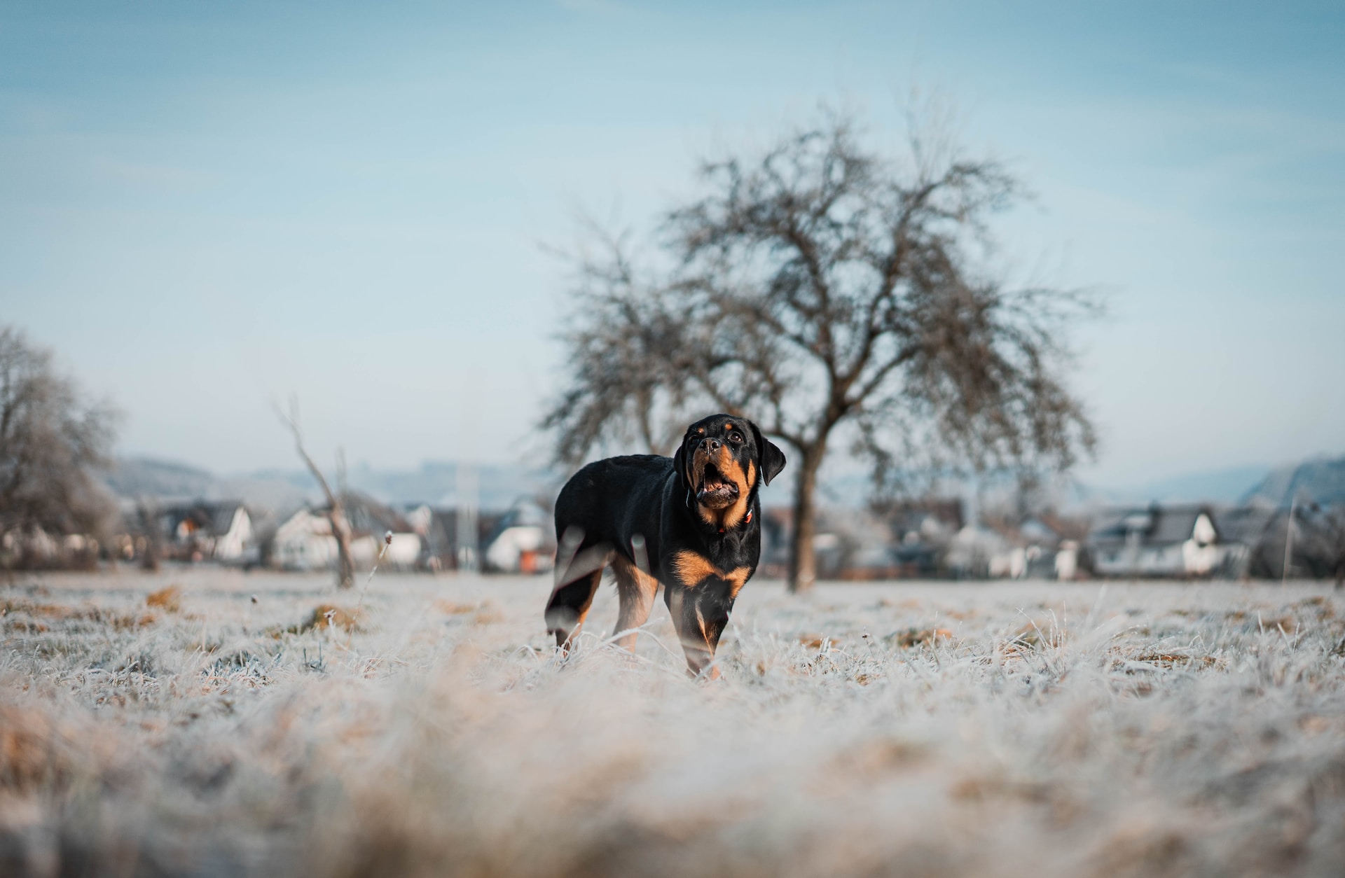 Best Dog Trainer