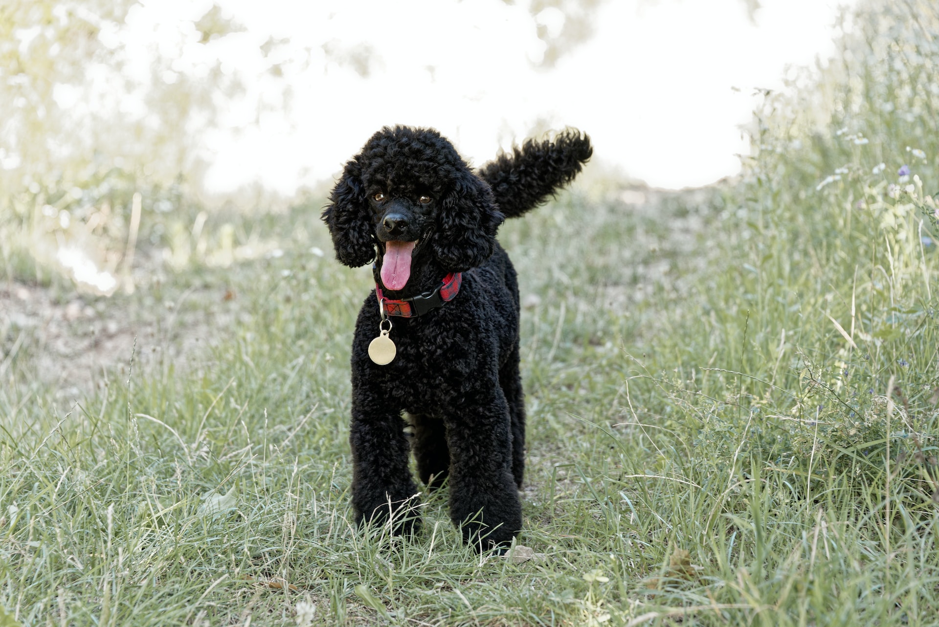 Standard poodle hotsell puppy food